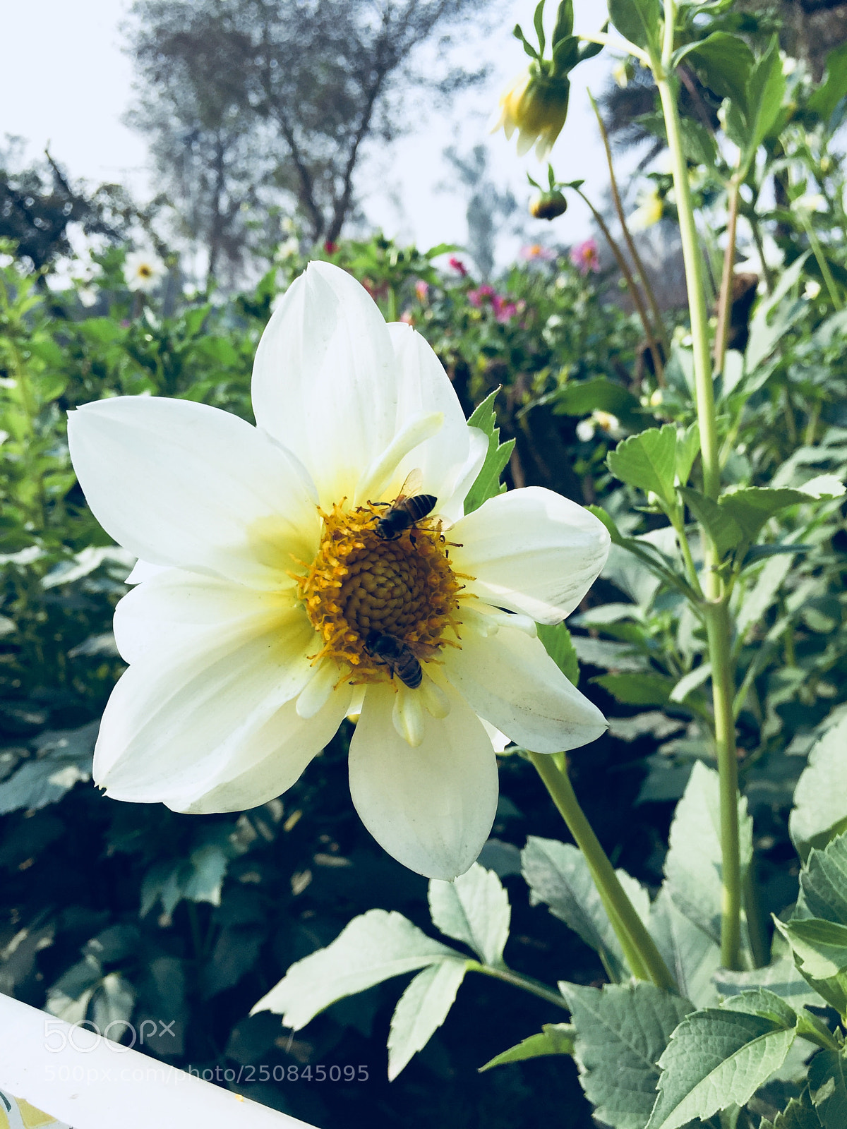 Apple iPhone 6 sample photo. Sun flower photography