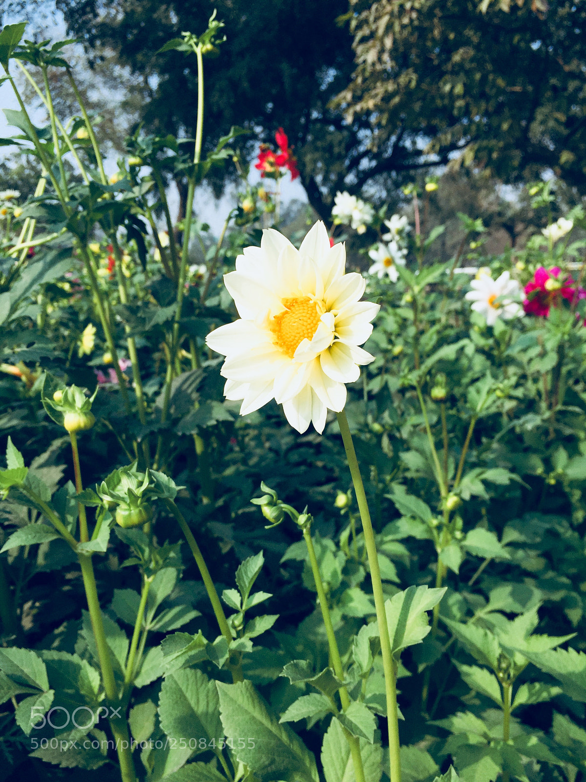 Apple iPhone 6 sample photo. Sun flower photography