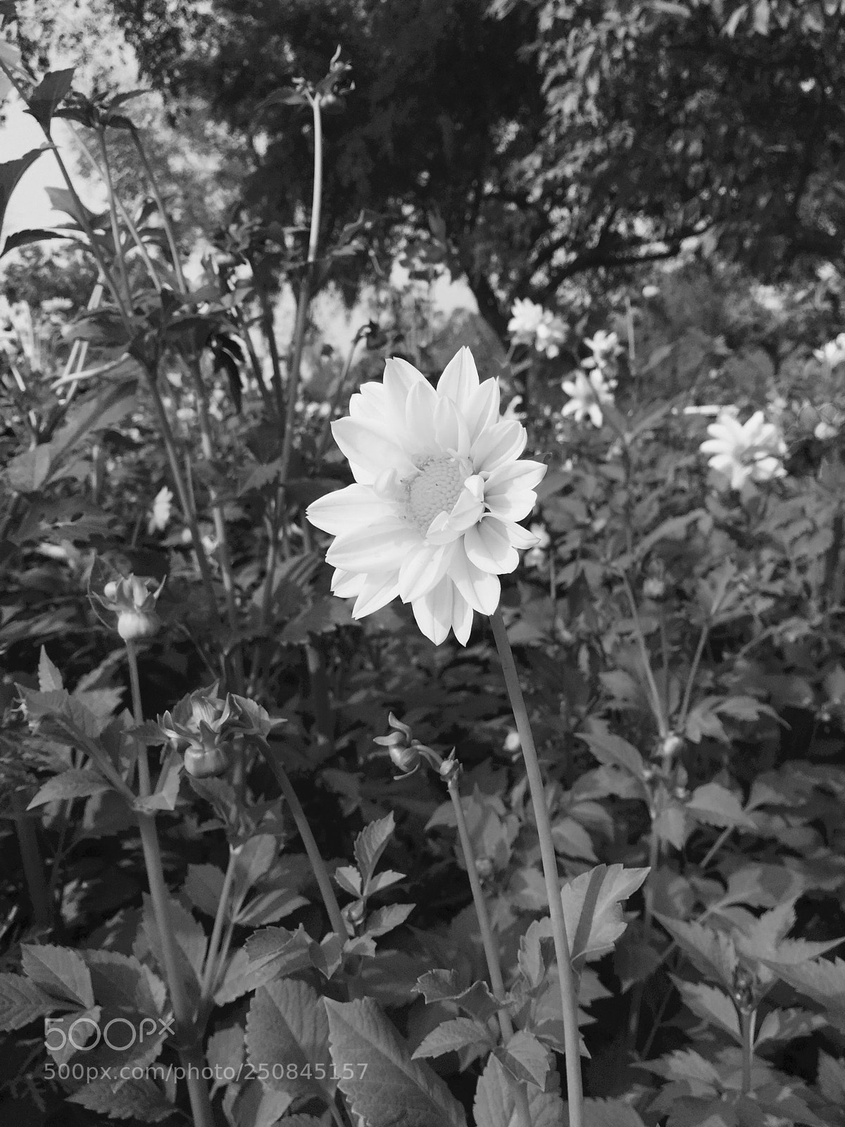 Apple iPhone 6 sample photo. Sun flower photography