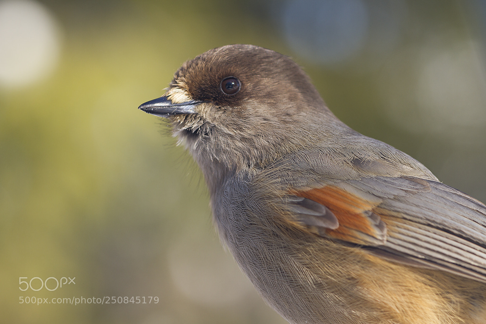 Canon EOS 7D sample photo. Siberian jay photography