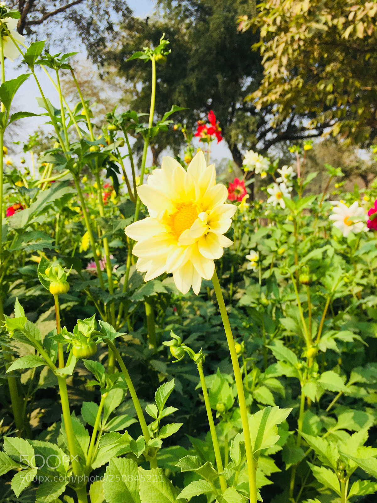 Apple iPhone 6 sample photo. Sun flower photography