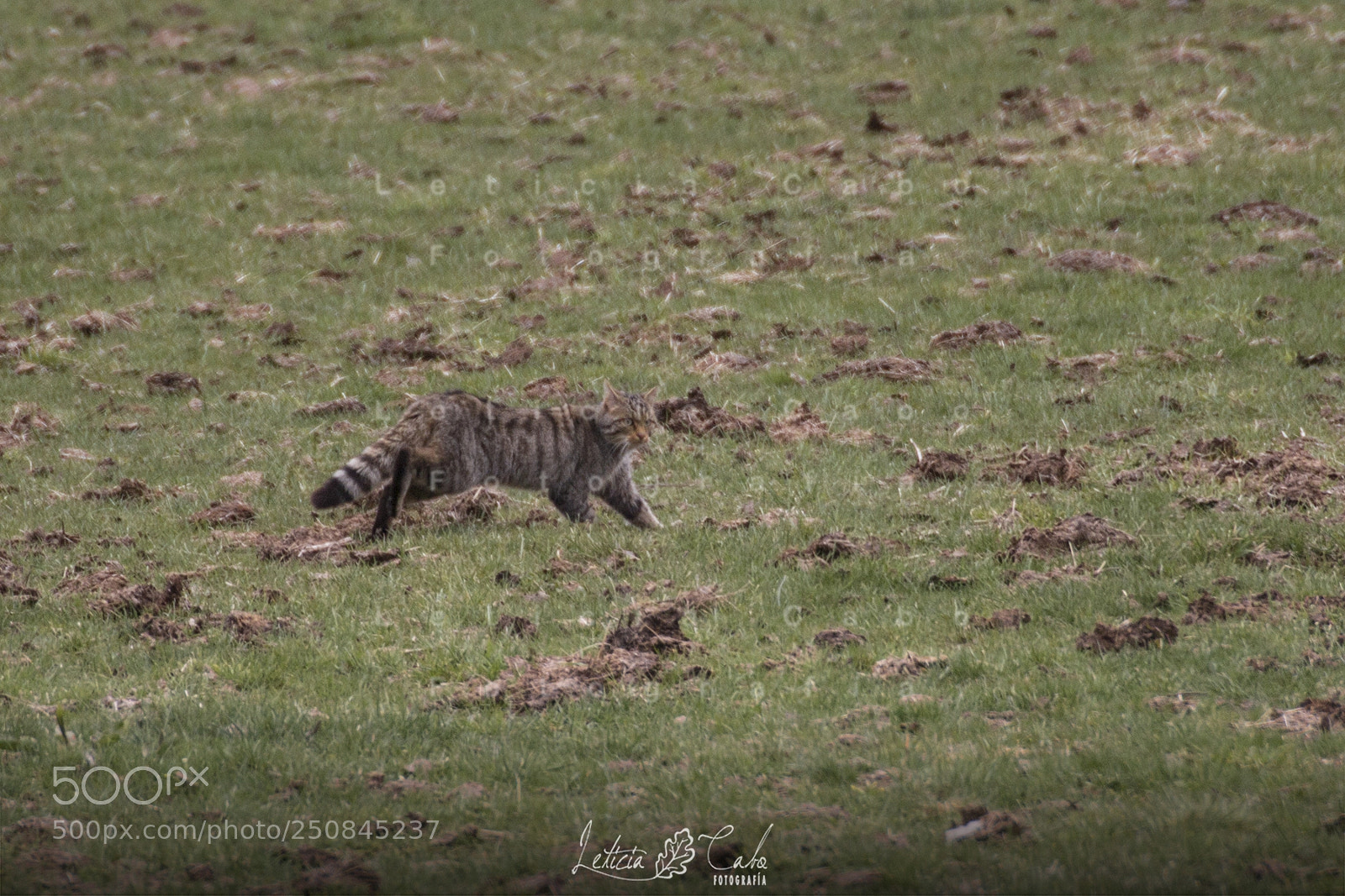 Canon EOS 600D (Rebel EOS T3i / EOS Kiss X5) sample photo. Gato montes iii photography