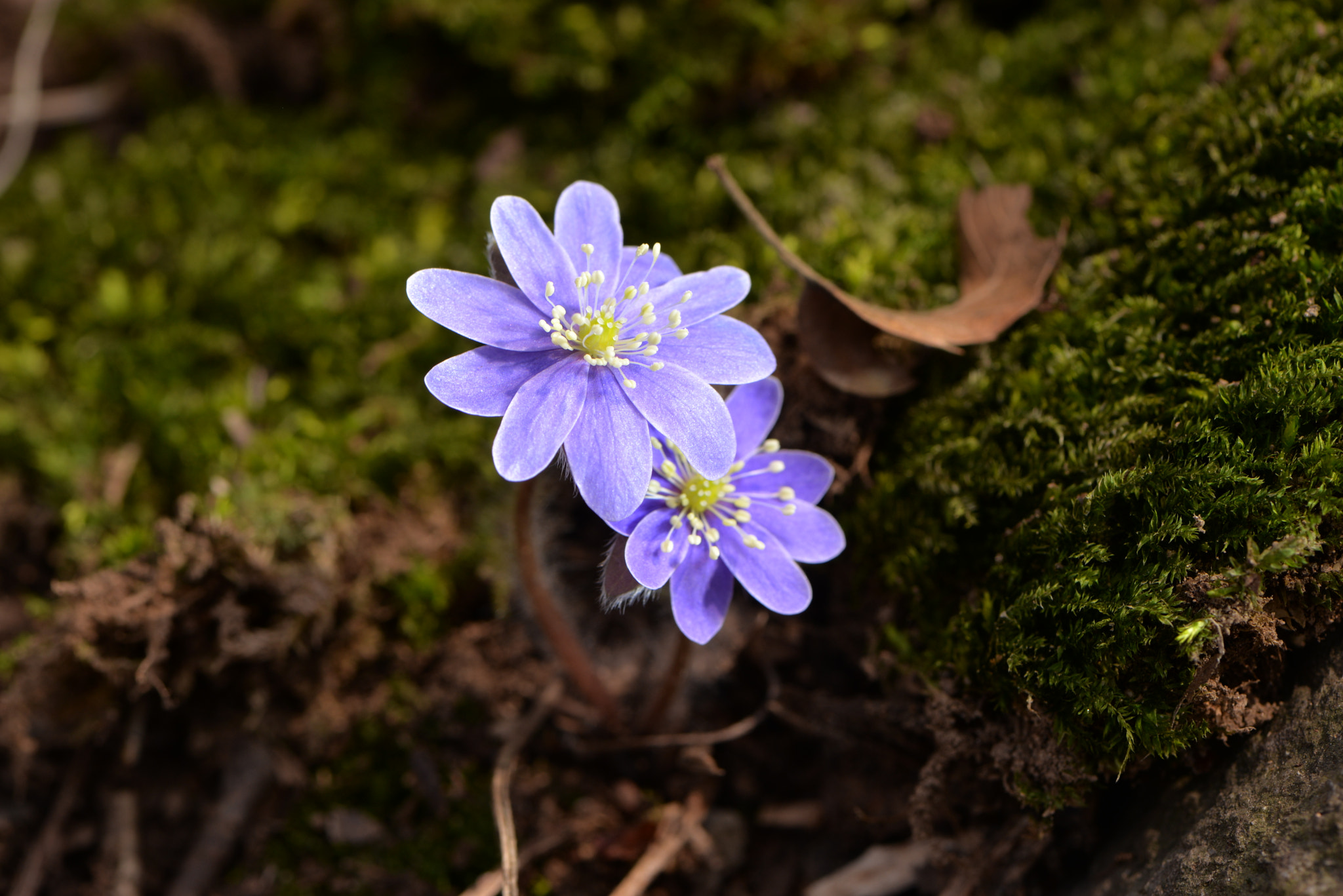 Nikon AF-S Micro-Nikkor 105mm F2.8G IF-ED VR sample photo