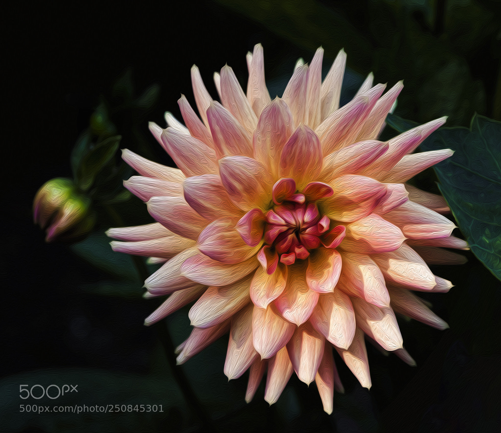 Olympus OM-D E-M5 sample photo. Dahlia #1 photography