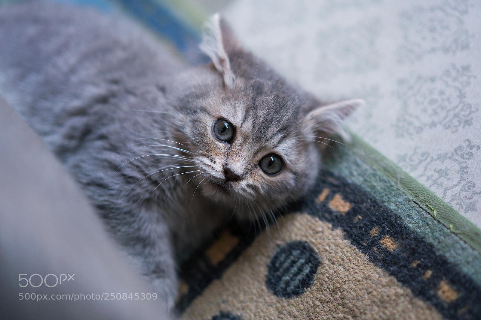 Sony a7R II sample photo. Cute cat photography