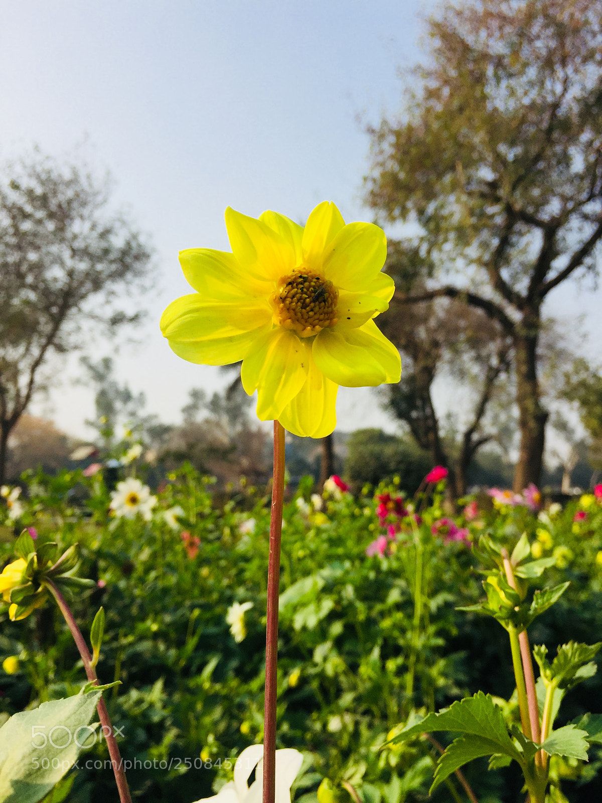 Apple iPhone 6 sample photo. Sun flower photography