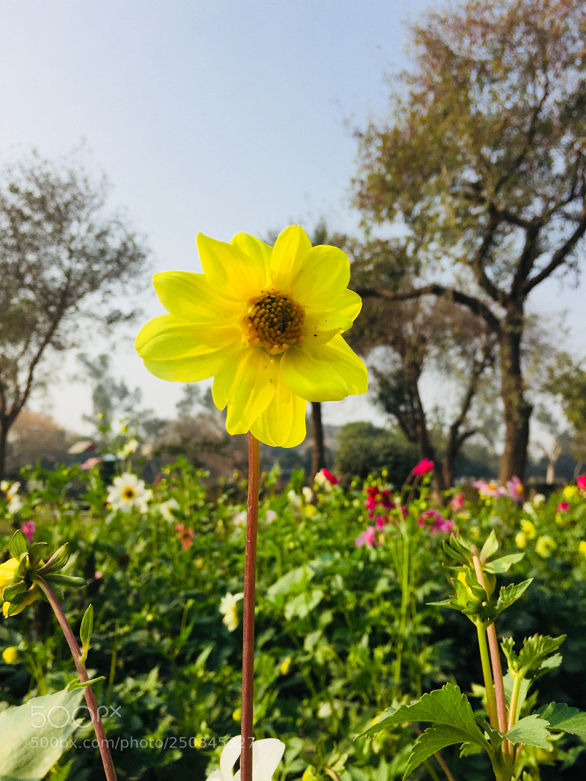 Apple iPhone 6 sample photo. Sun flower photography