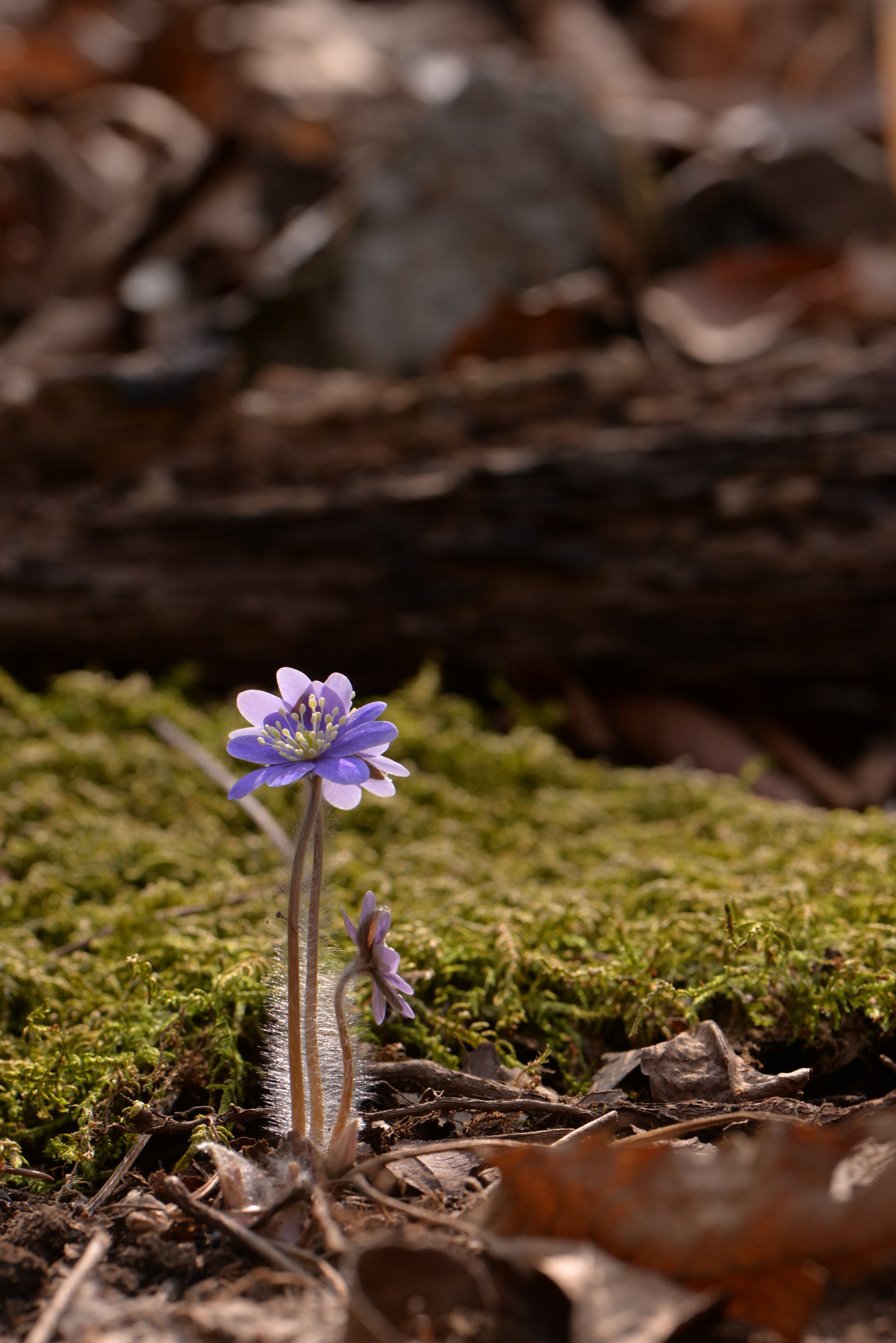 Nikon AF-S Micro-Nikkor 105mm F2.8G IF-ED VR sample photo