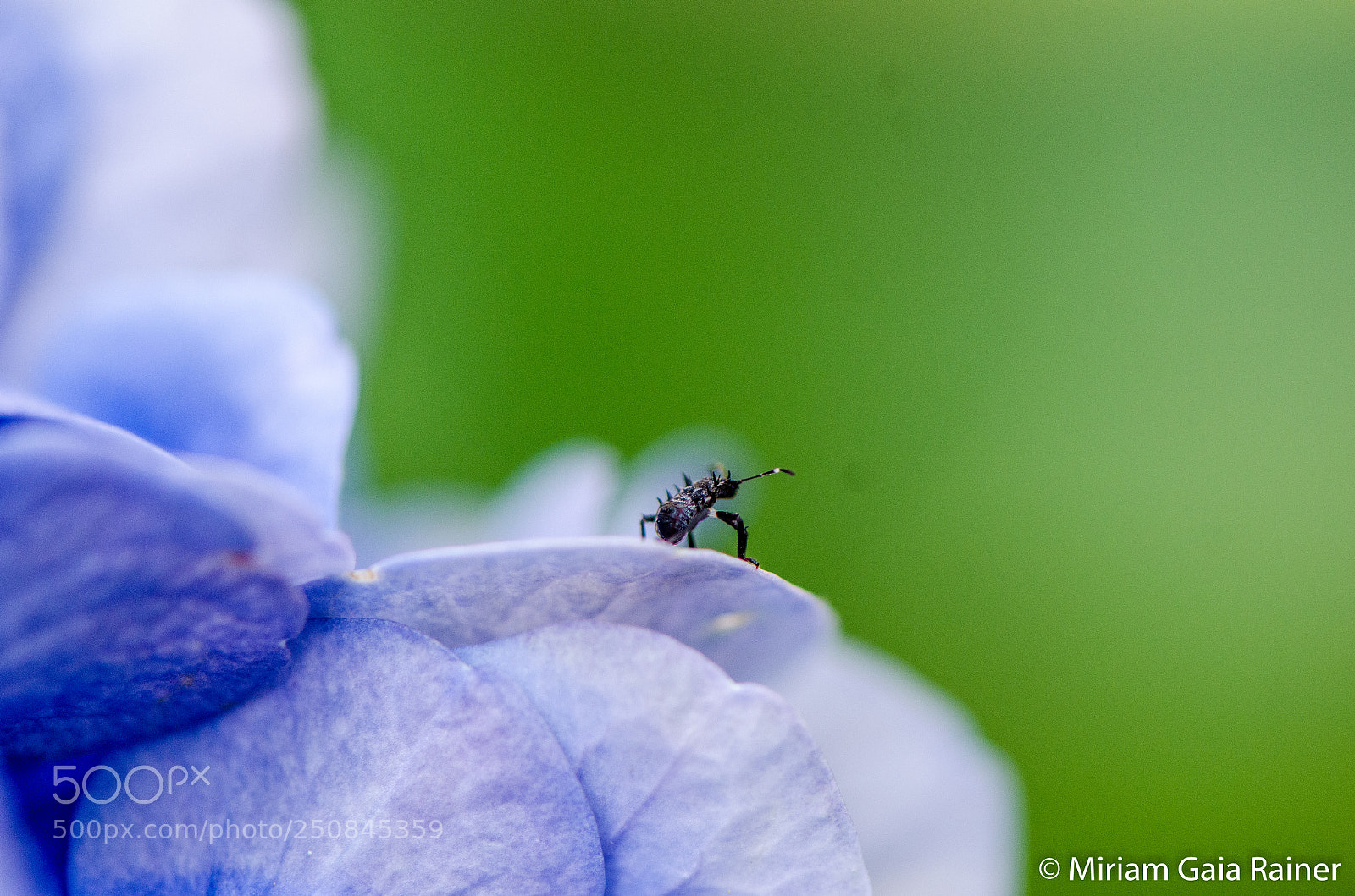 Nikon D7000 sample photo. Hello there photography