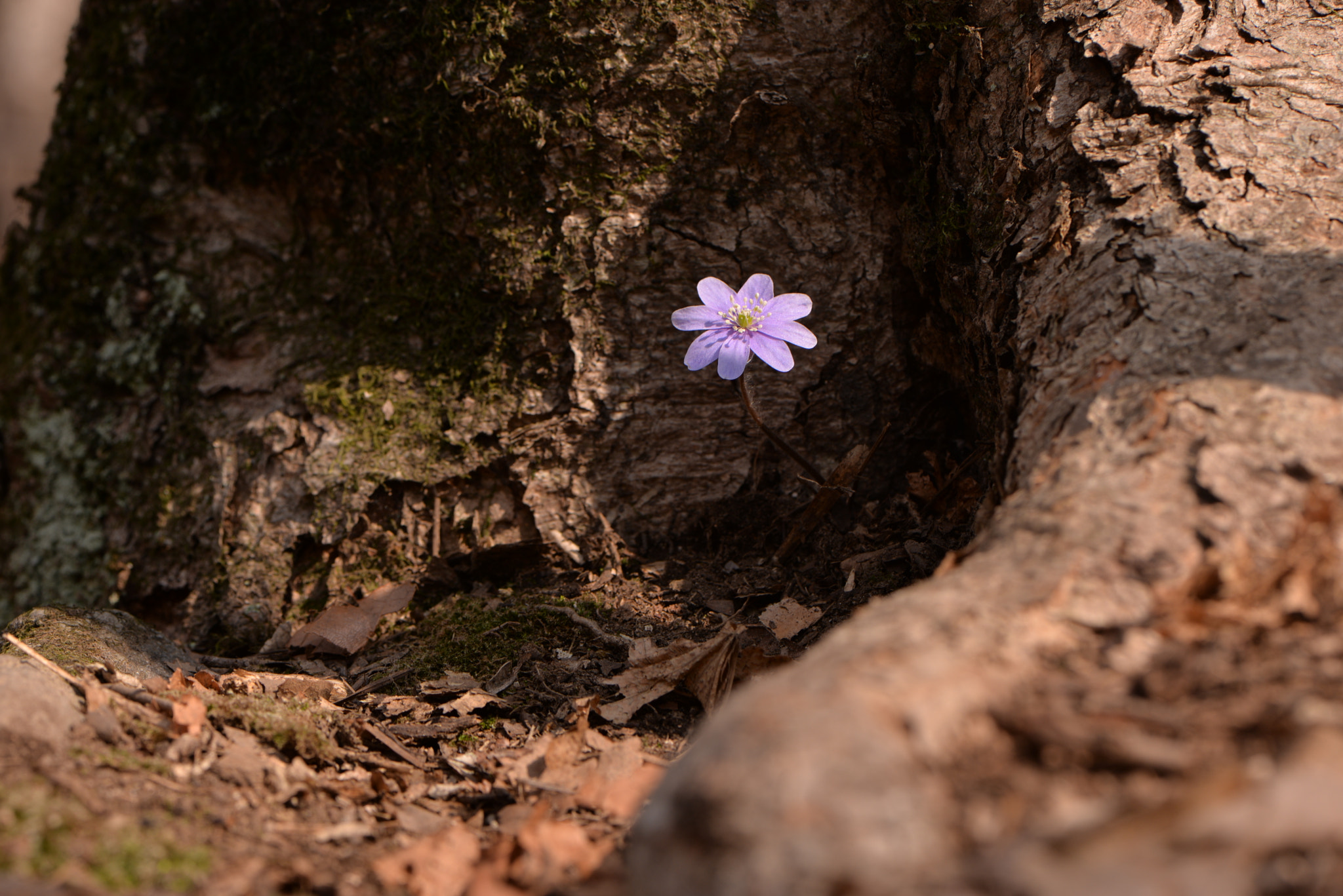 Nikon AF-S Micro-Nikkor 105mm F2.8G IF-ED VR sample photo
