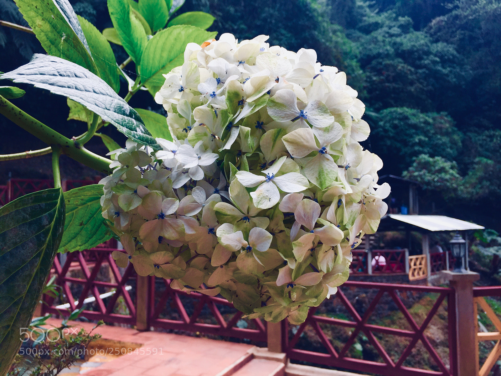 Apple iPhone 6 sample photo. Untitled photography