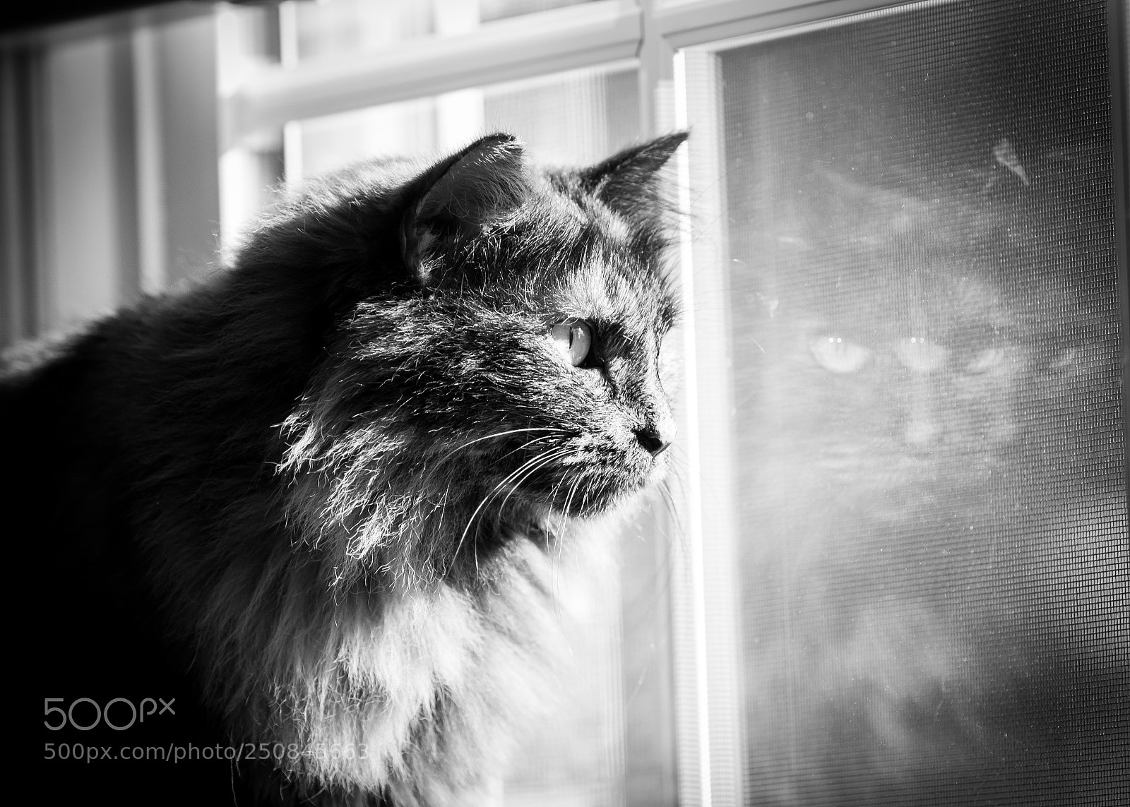 Canon EOS 7D Mark II sample photo. Cocoa photography