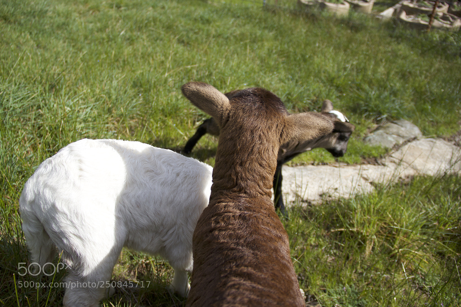 Canon EOS 60D sample photo. Img photography