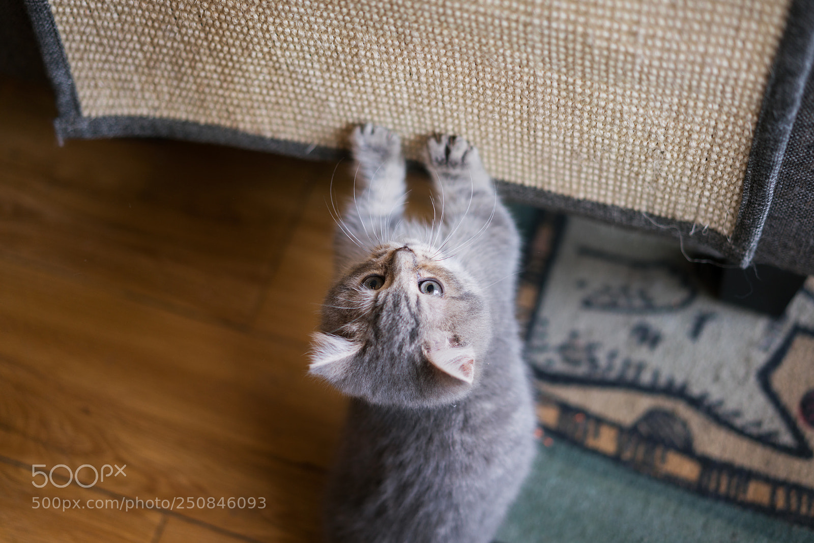 Sony a7R II sample photo. Cute cat photography