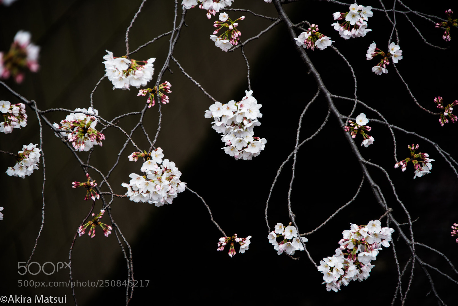 Nikon D810 sample photo. Spring in tokyo photography