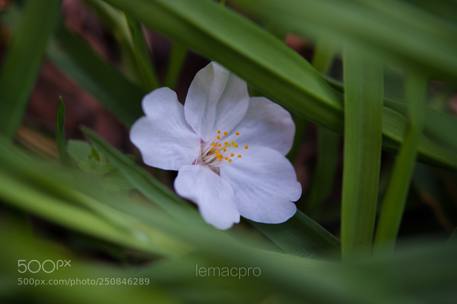 Nikon D90 sample photo. Sakura...2 photography