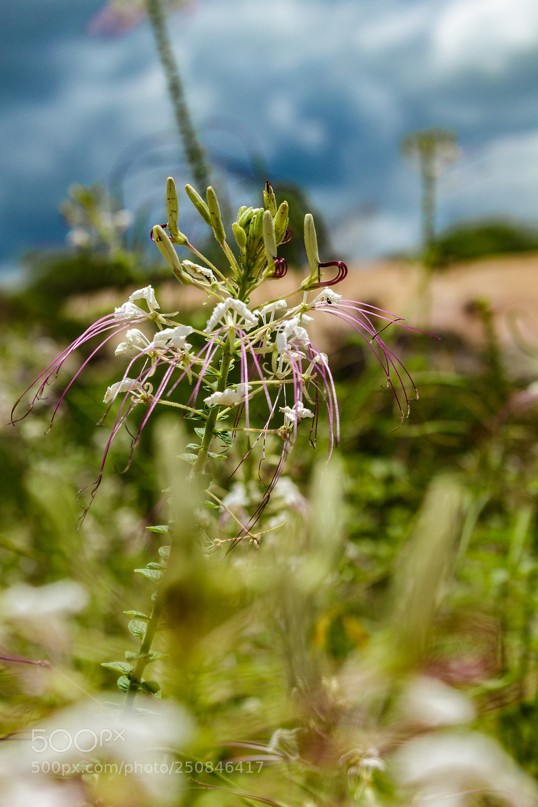 Canon EOS 700D (EOS Rebel T5i / EOS Kiss X7i) sample photo. Flor da caatinga photography