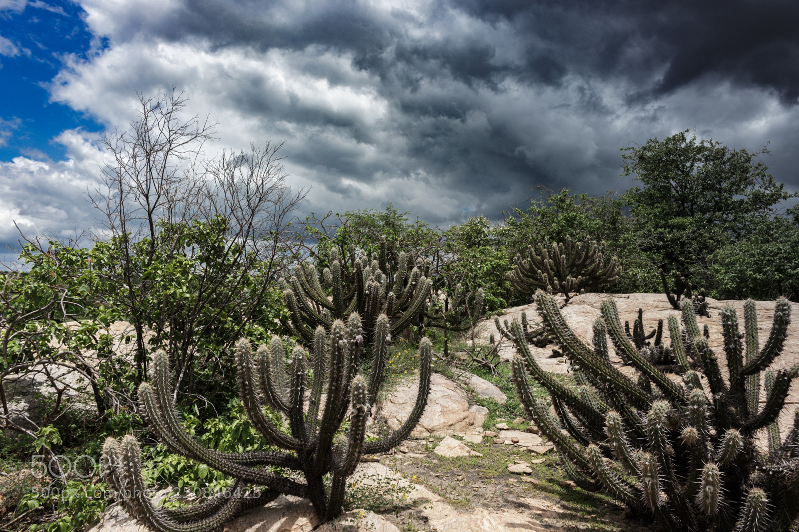 Canon EOS 700D (EOS Rebel T5i / EOS Kiss X7i) sample photo. Tormenta vindoura photography