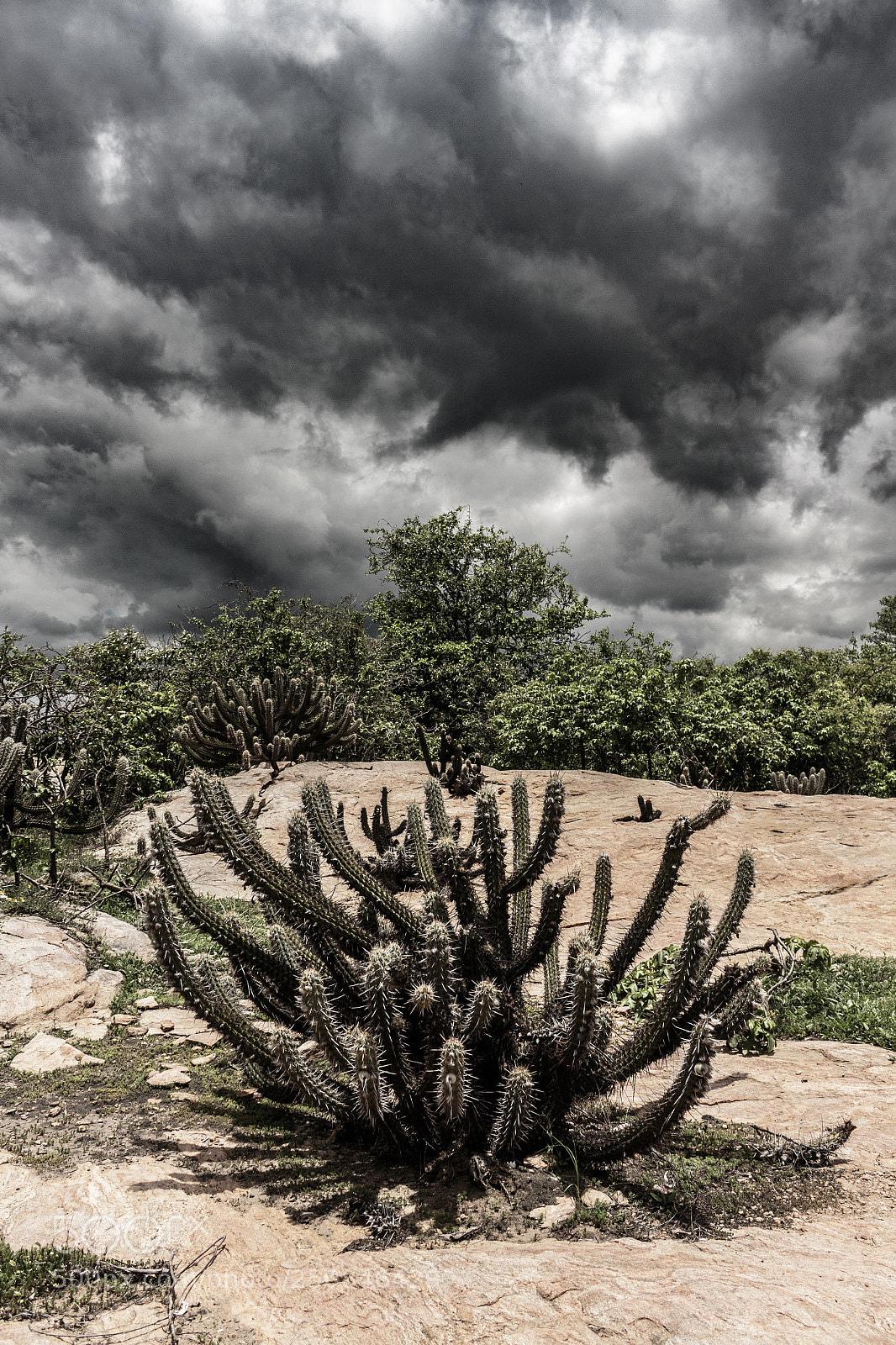 Canon EOS 700D (EOS Rebel T5i / EOS Kiss X7i) sample photo. Caatinga em camadas photography