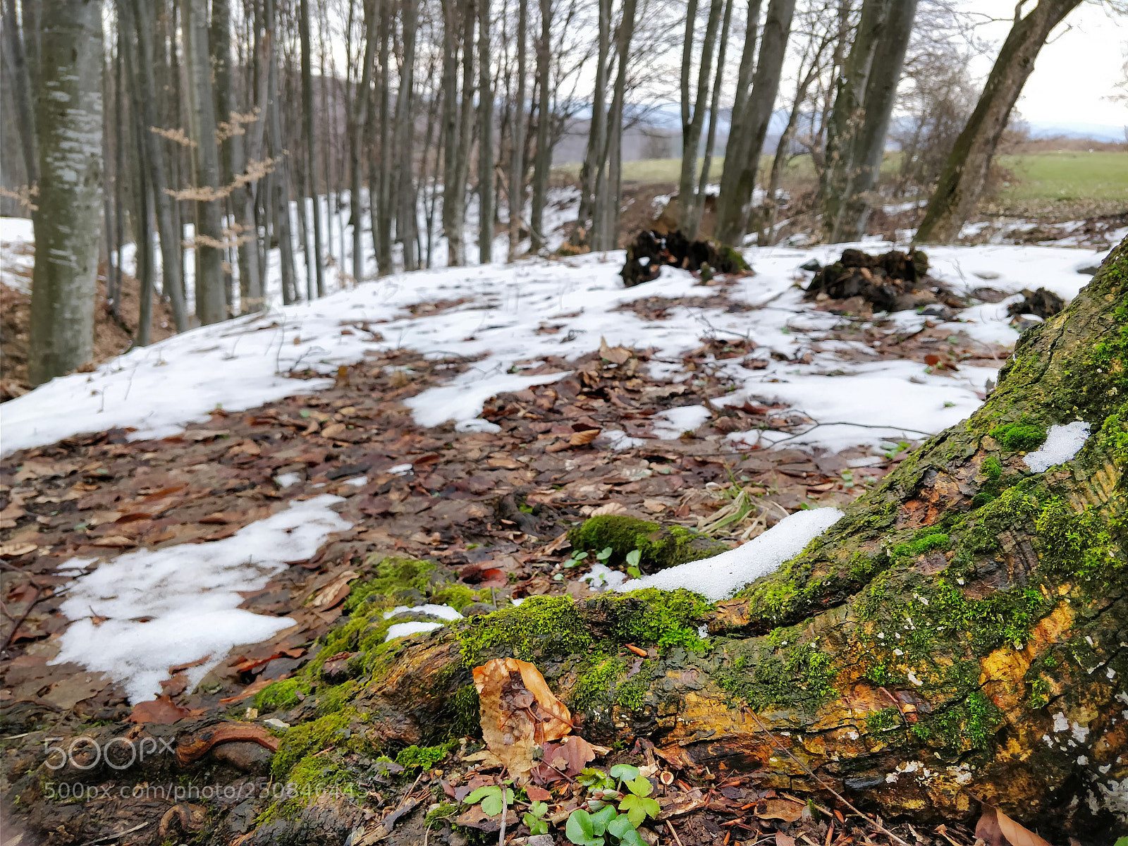 OnePlus 5T sample photo. Wforest photography