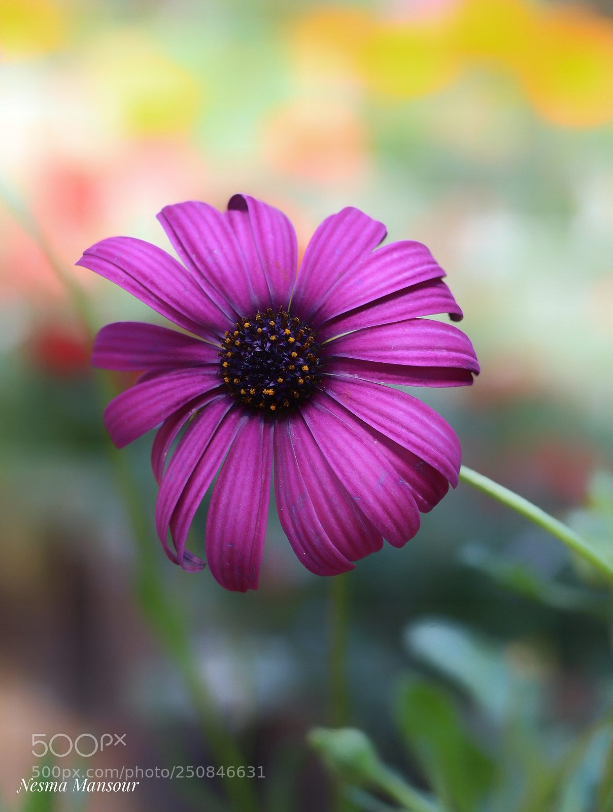Canon EOS 700D (EOS Rebel T5i / EOS Kiss X7i) sample photo. Untitled photography