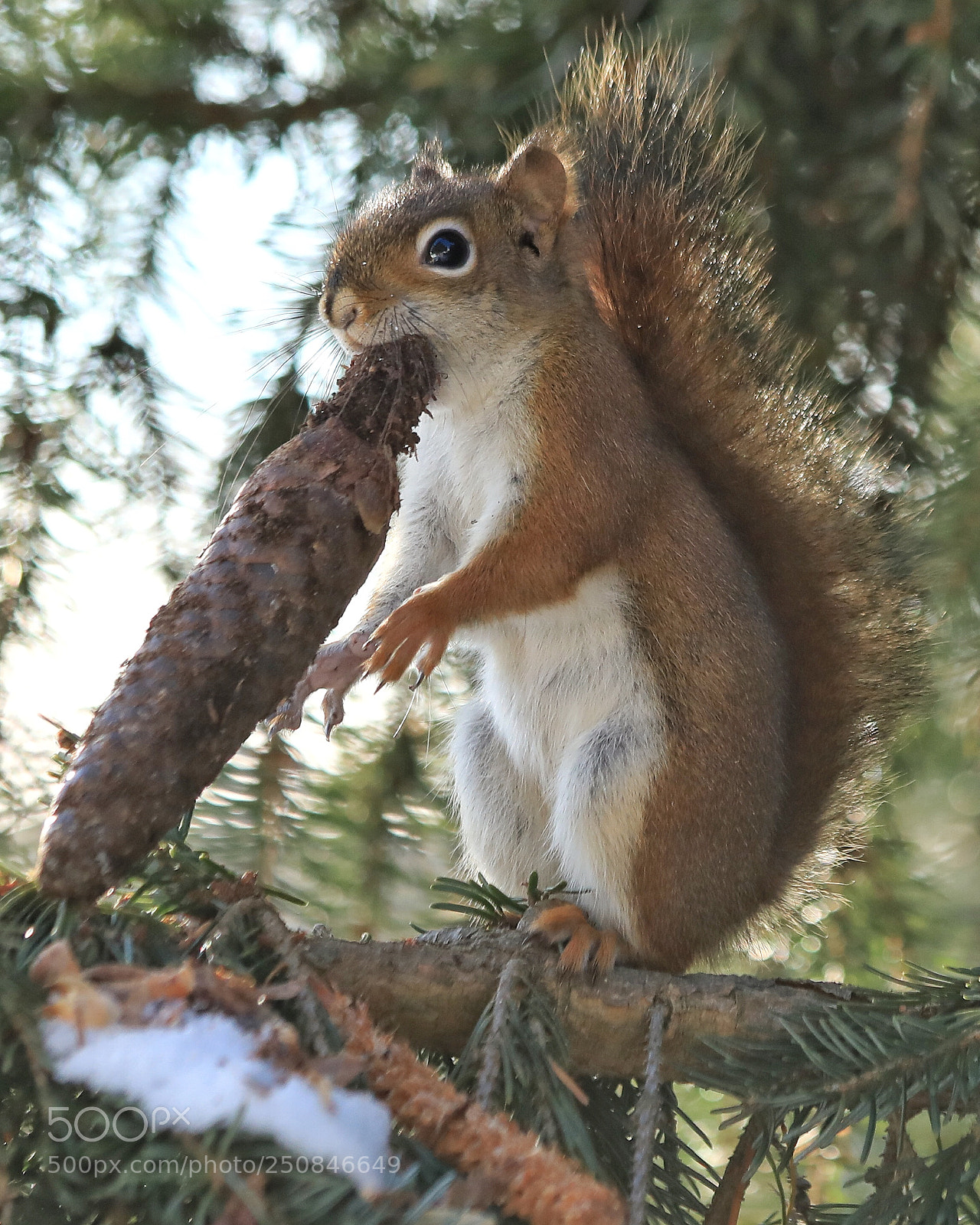 Canon EOS 5D Mark IV sample photo. Squirrel photography