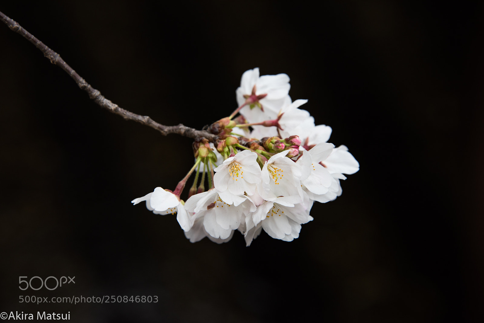 Nikon D810 sample photo. Cherry blossom photography