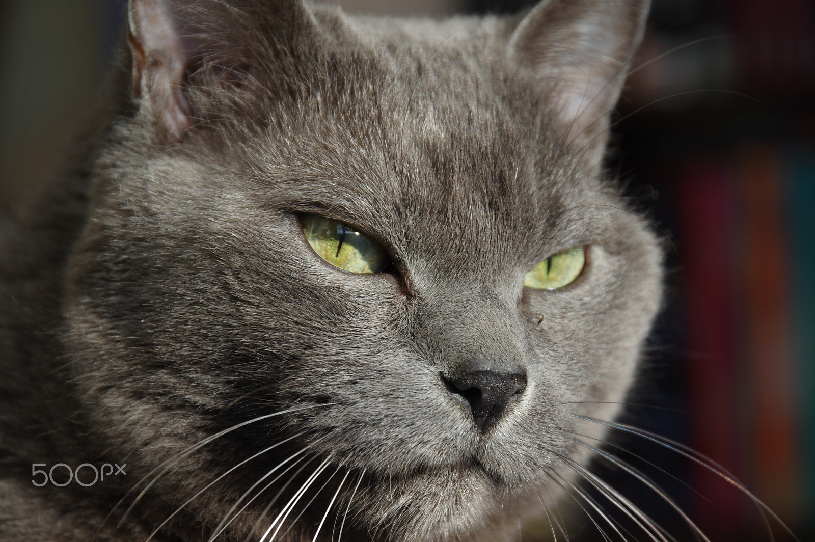 Pentax K-3 II sample photo. Big cat photography