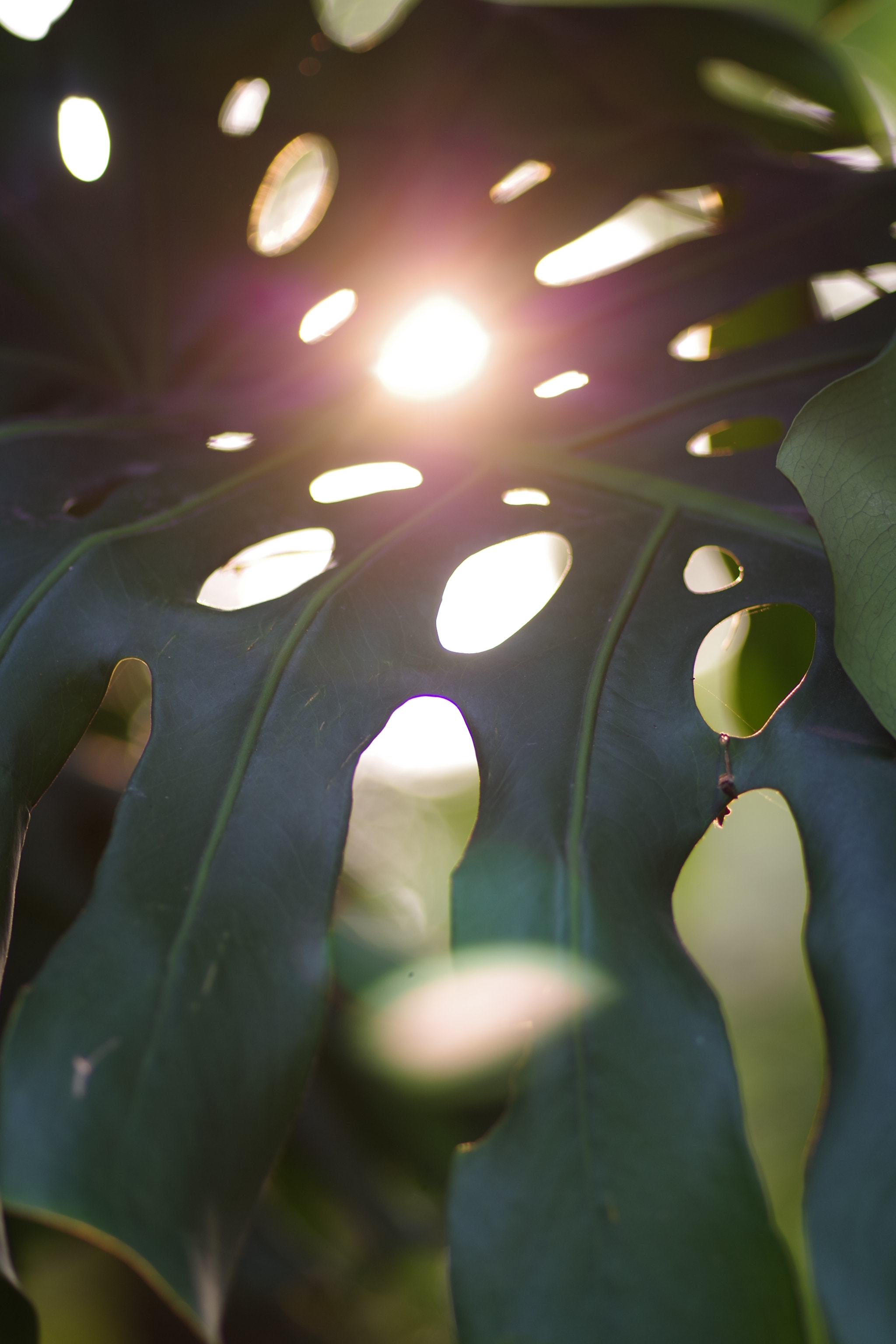 Pentax K-S2 + Pentax smc D-FA 100mm F2.8 Macro WR sample photo. 龜背芋 monstera deliciosa photography