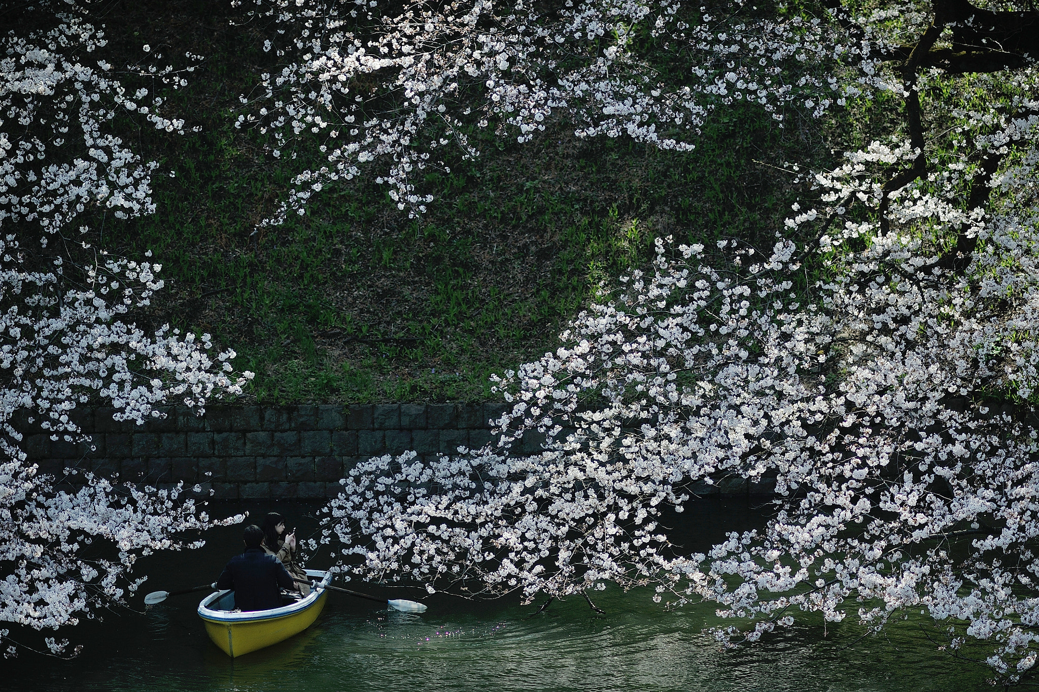 AF DC-Nikkor 135mm f/2D sample photo. Spring for tokyoites photography