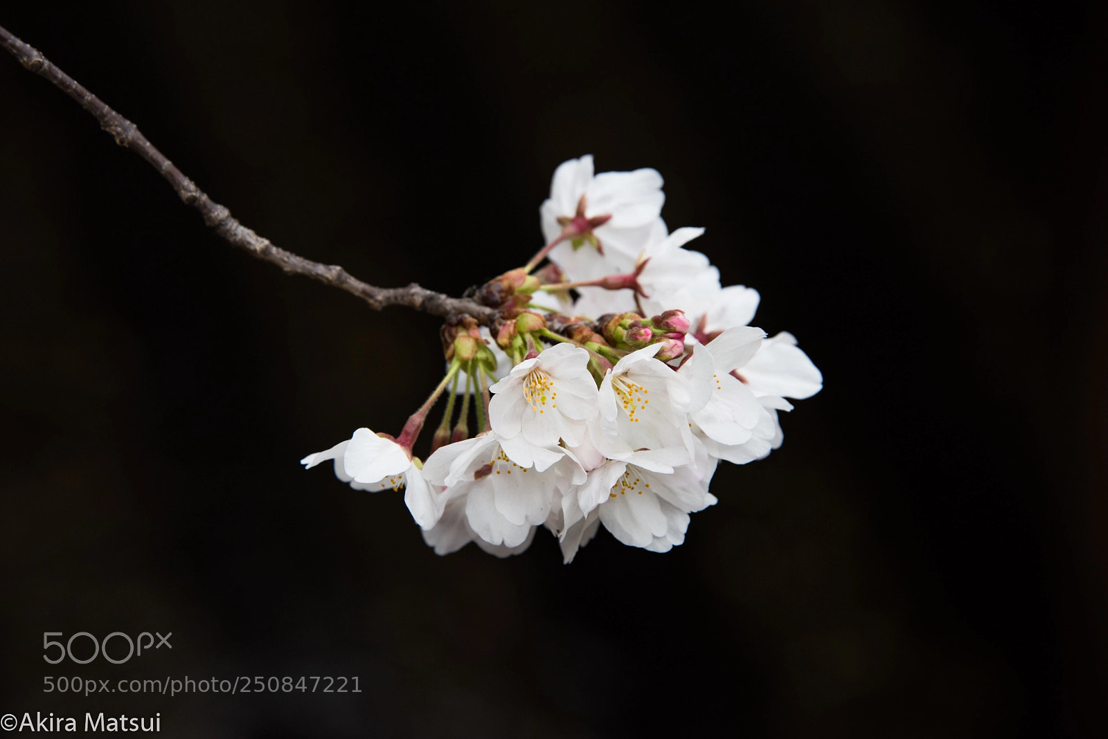 Nikon D810 sample photo. Ephemeral bloom photography