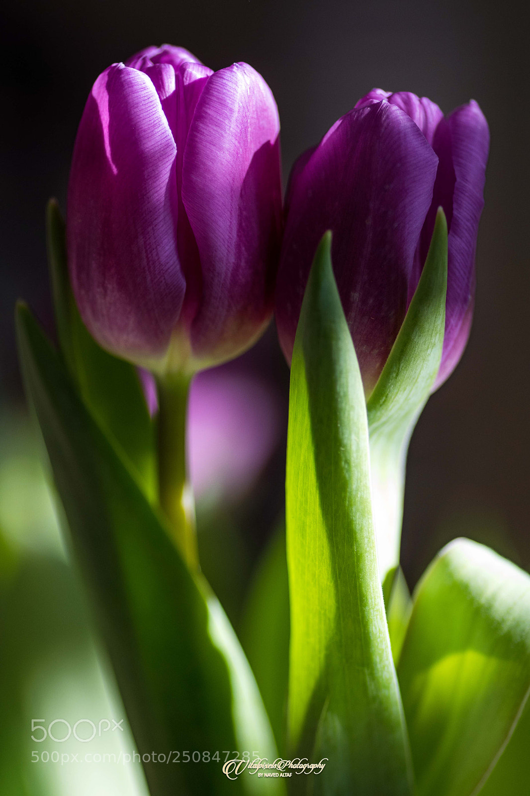 Nikon D500 sample photo. Spring! photography