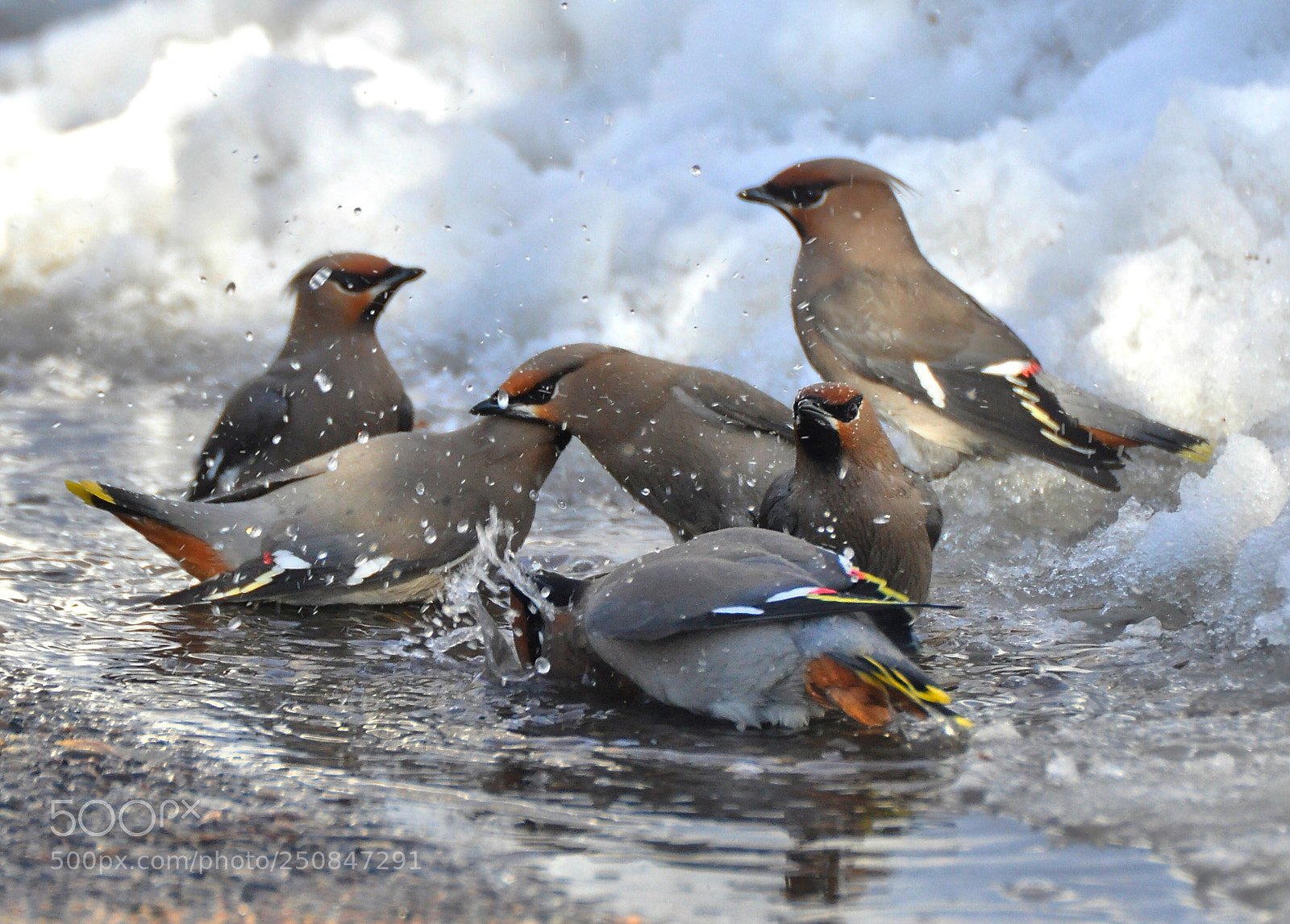 Nikon D90 sample photo. Waxwings  photography