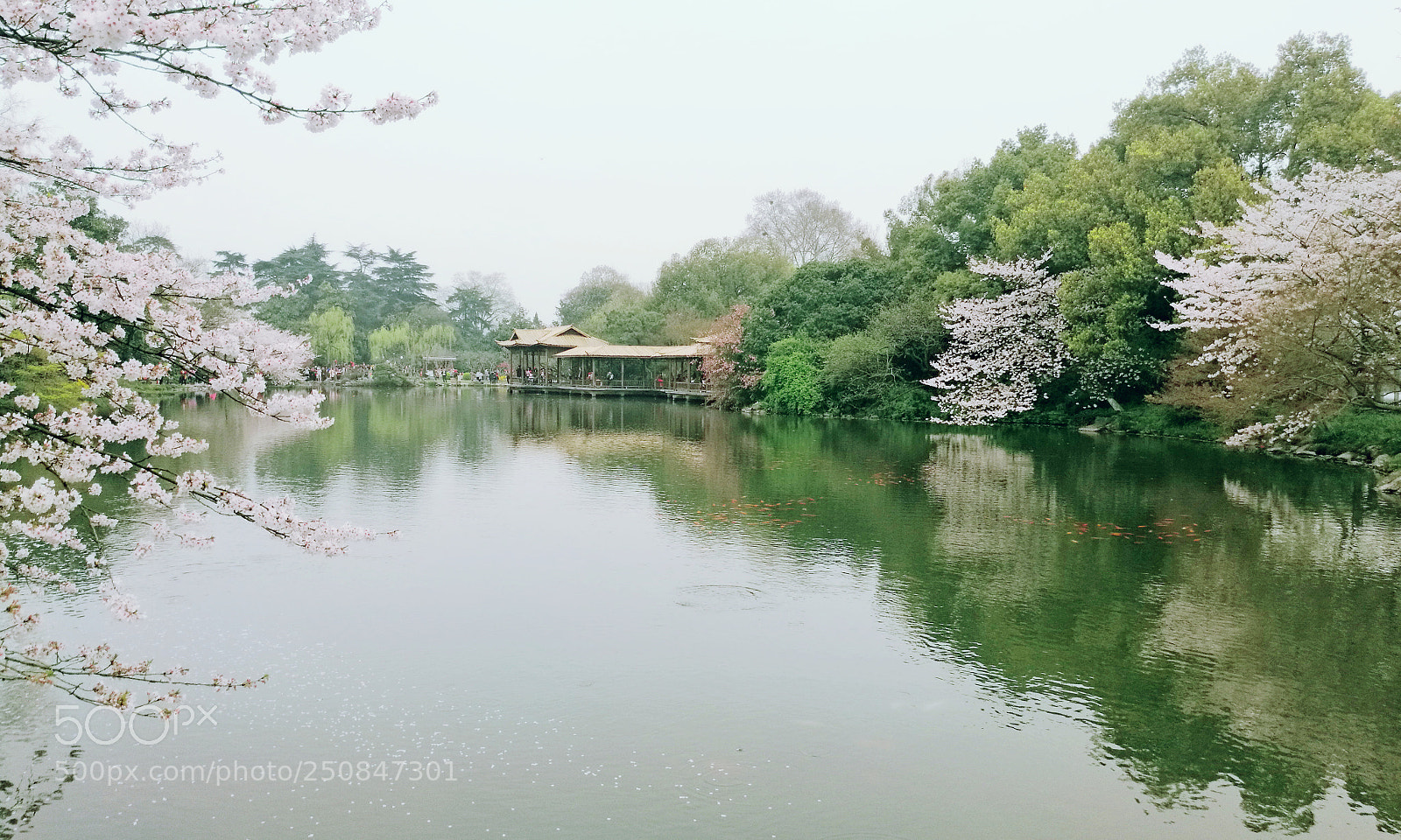 HUAWEI Mate 8 sample photo. 春游 photography