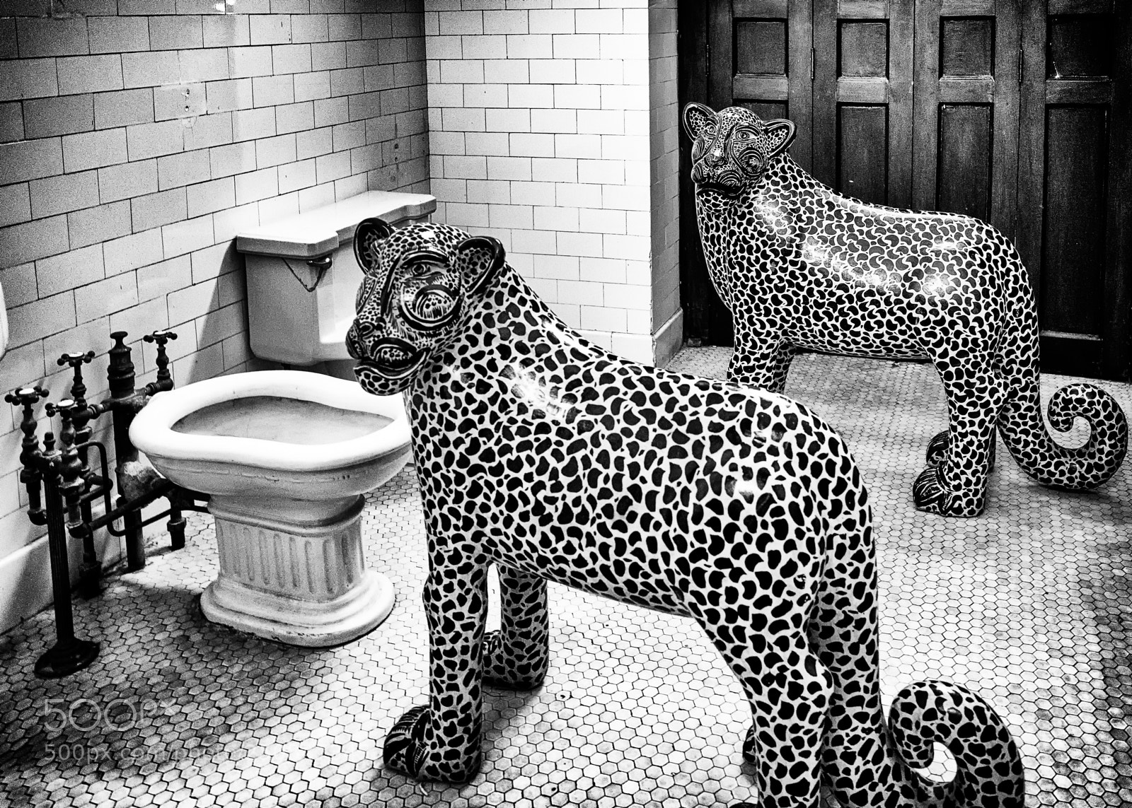 Ricoh GR sample photo. Cats in the bath photography