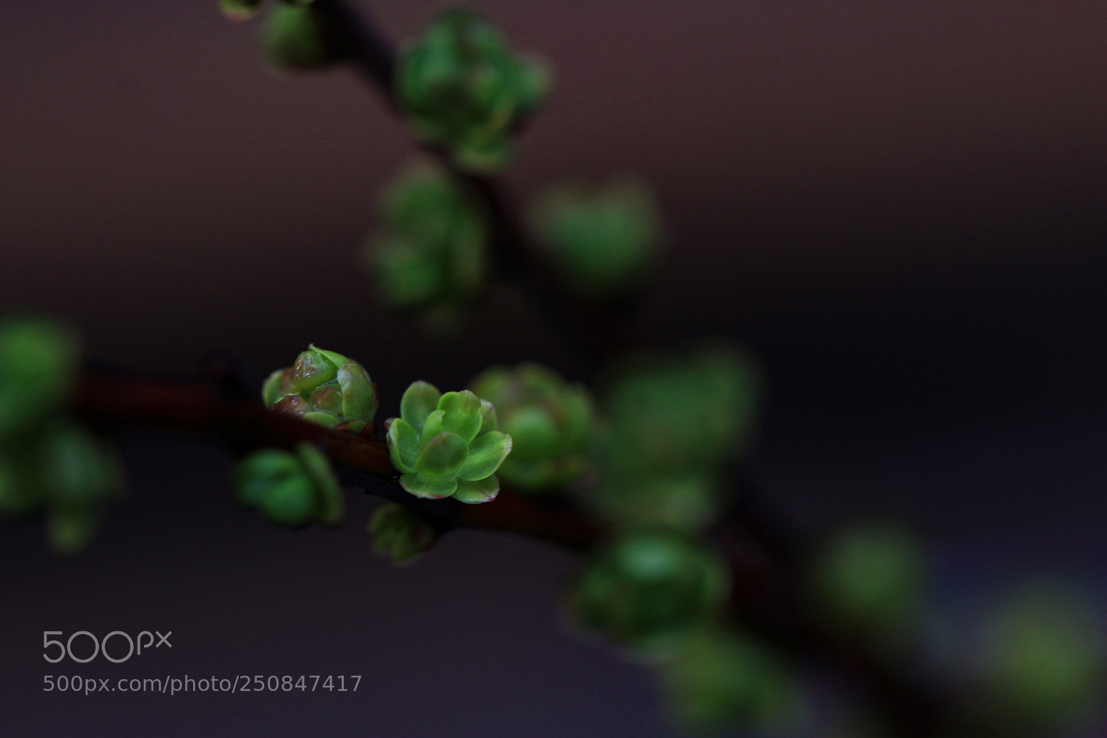 Canon EOS 70D sample photo. Img photography