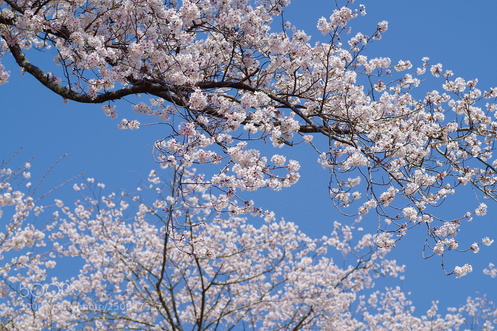 Pentax K-30 sample photo. Cherry blossoms in the photography