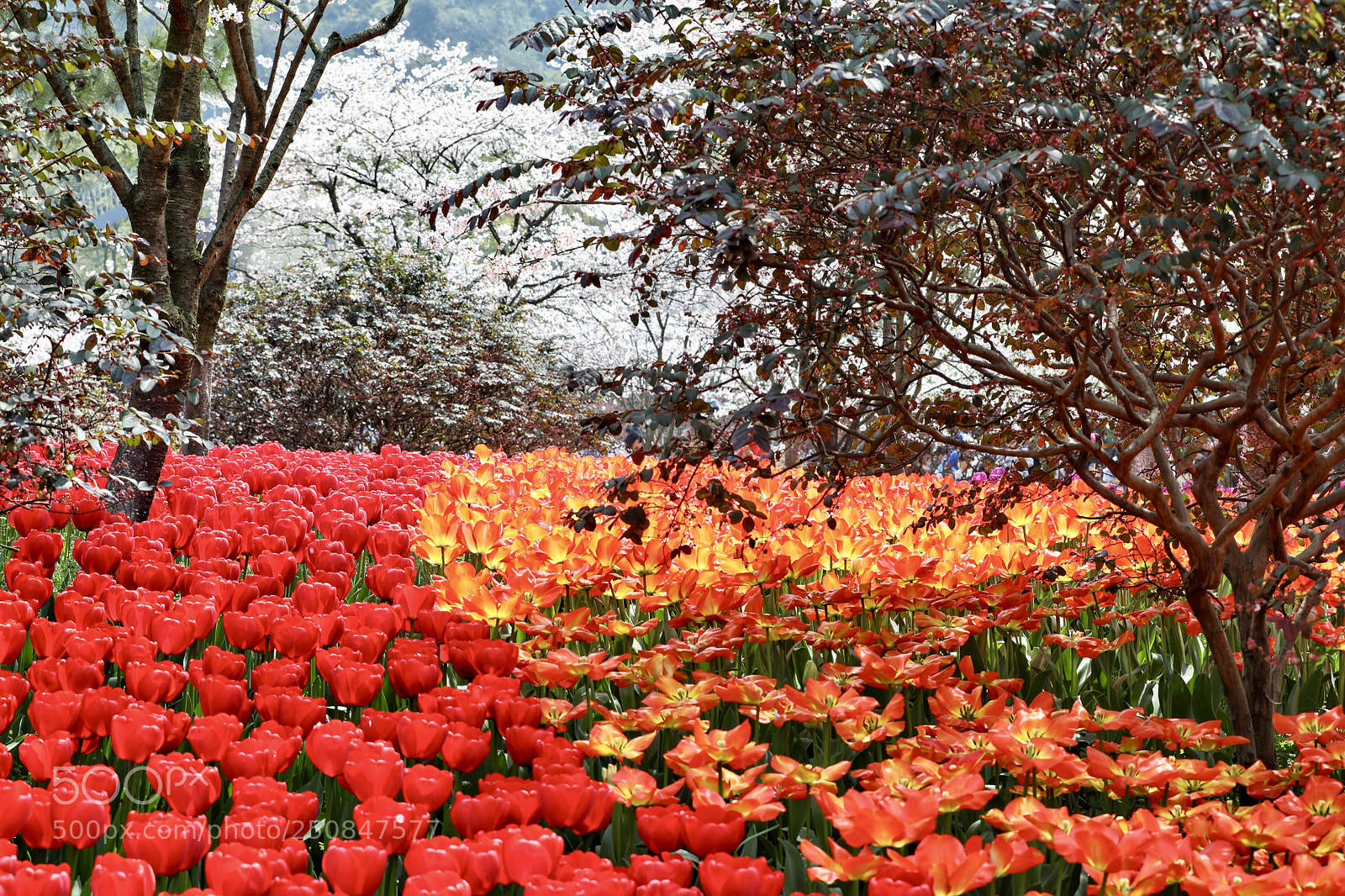 Canon EOS 5D Mark IV sample photo. 太子湾公园 photography