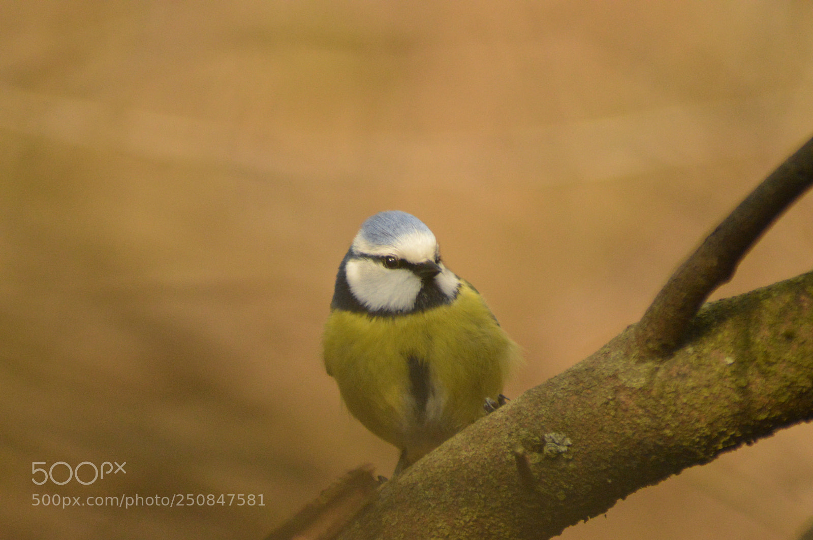 Nikon D3200 sample photo. Bluetit on a branch photography