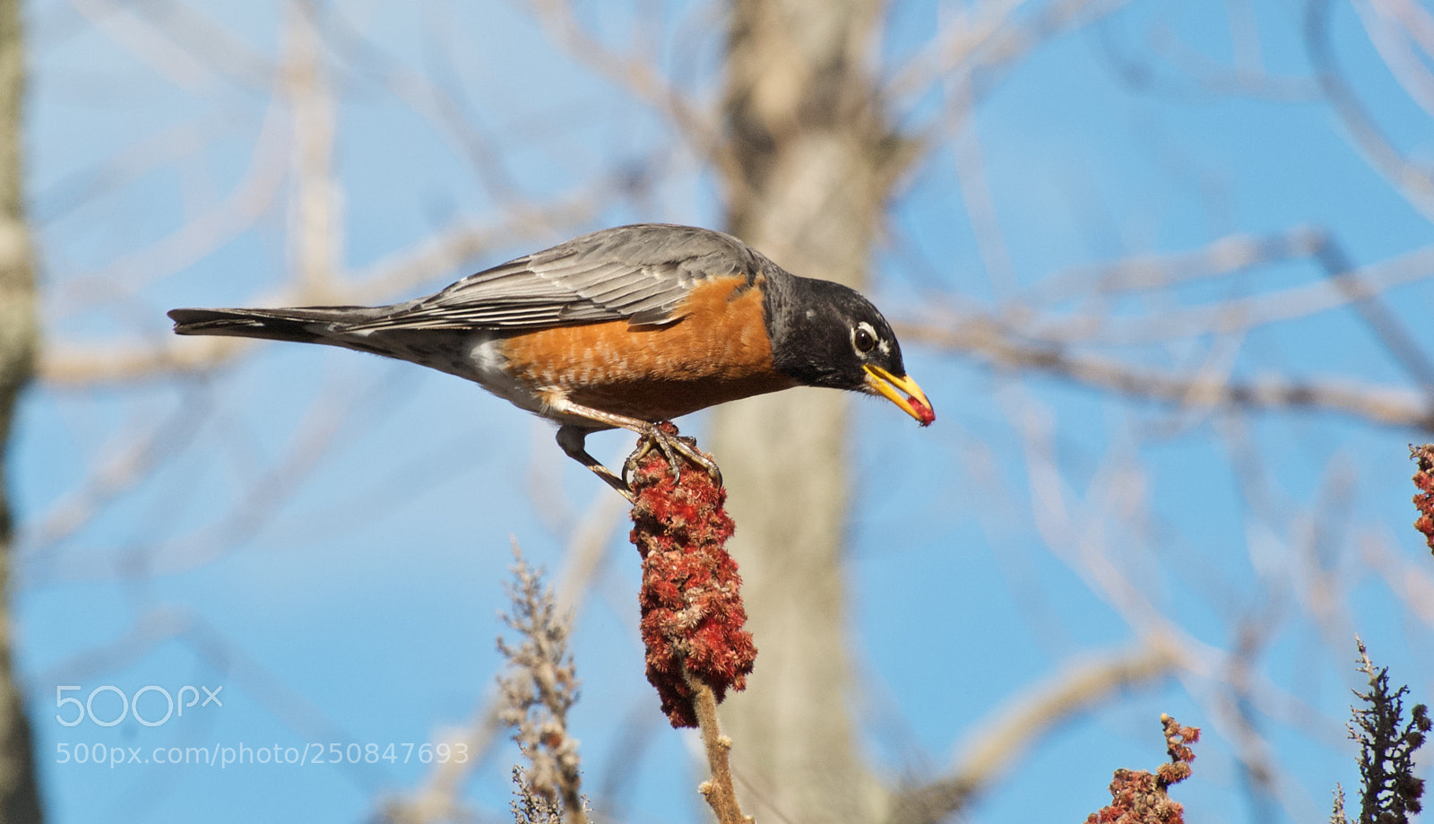 Nikon D80 sample photo. American robin photography