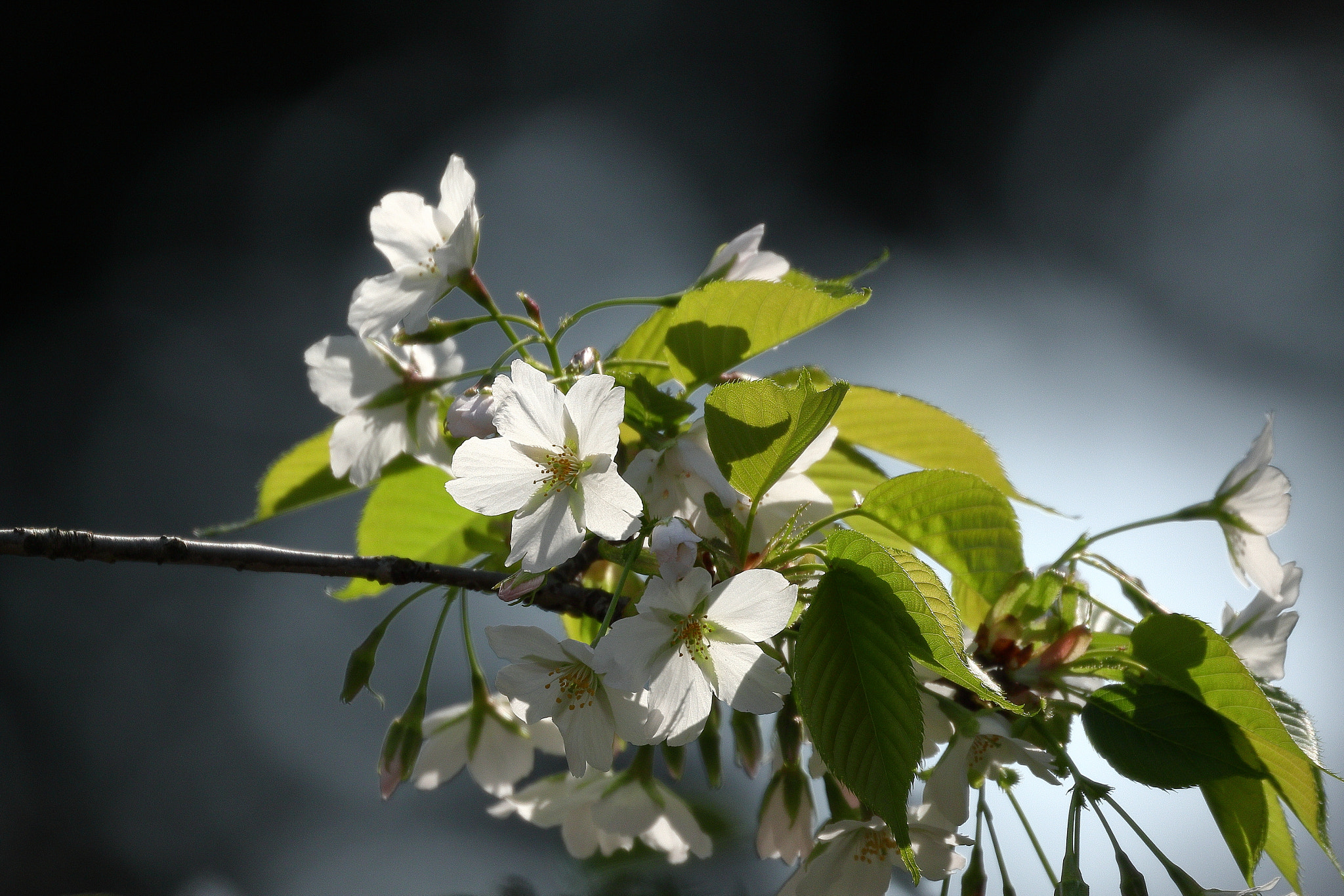 Canon EOS 7D Mark II sample photo. Cherry blossom in ooshima-island 7i2a3157 photography