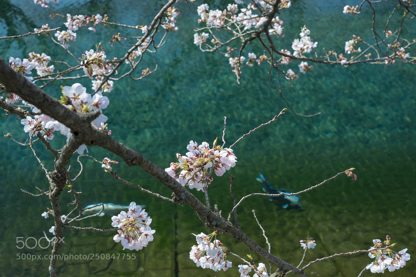 Sony a7 II sample photo. The cherry blossoms just photography