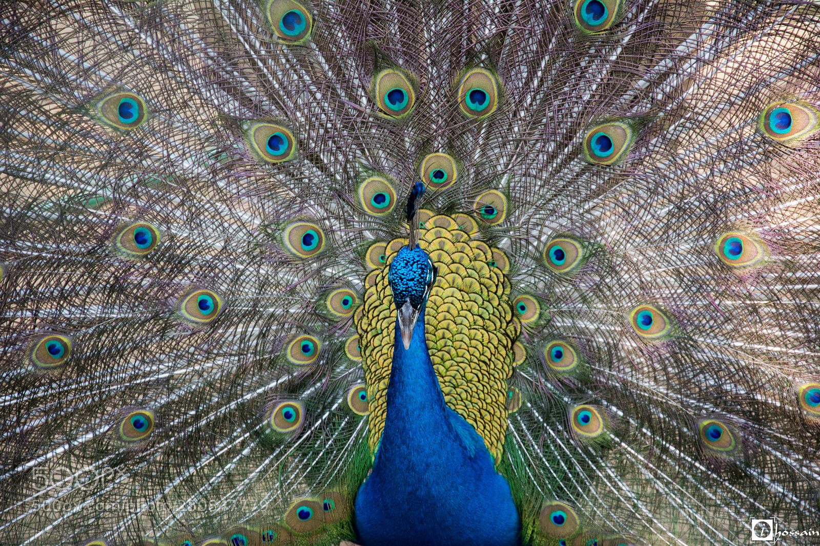 Nikon D5200 sample photo. Feathery facts about peacocks photography
