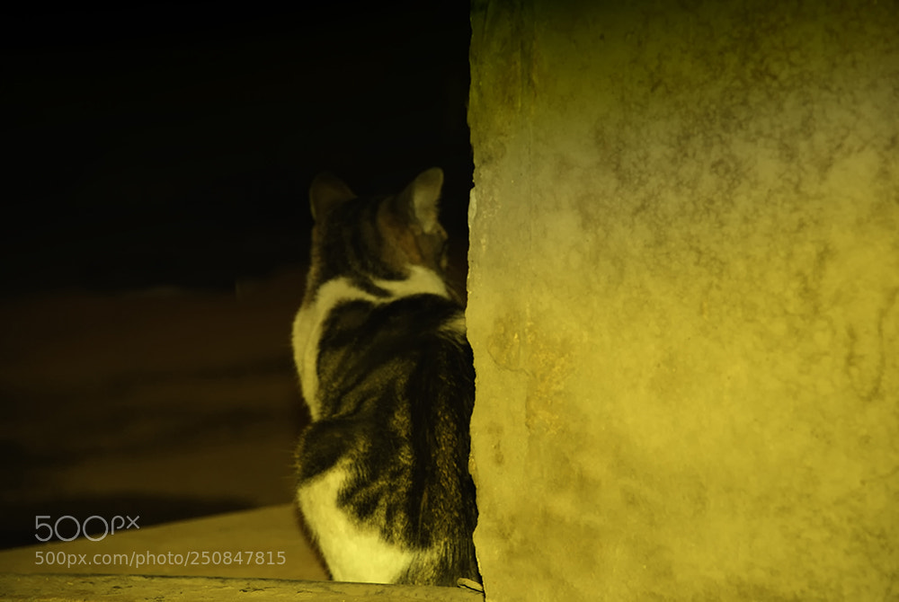 Nikon D80 sample photo. Shadow mystery photography