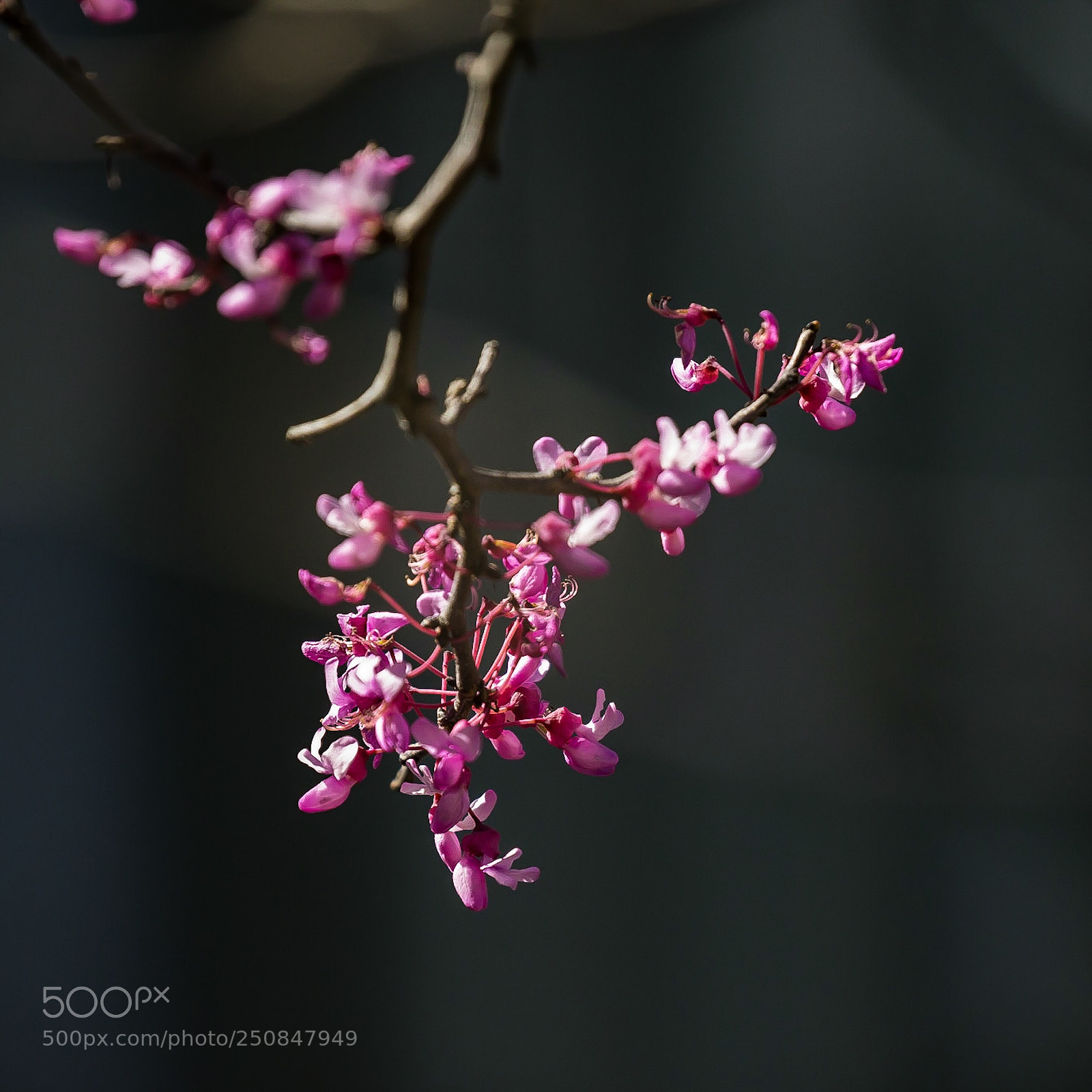 Canon EOS-1D X sample photo. Eastern red bud photography