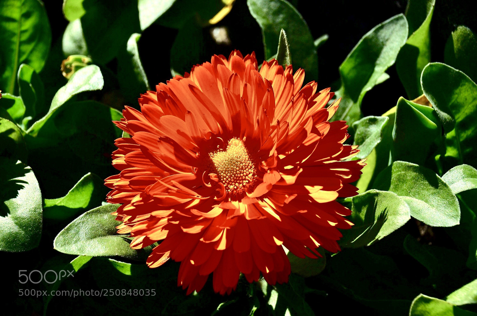 Nikon D7000 sample photo. Svgsz olmz photography