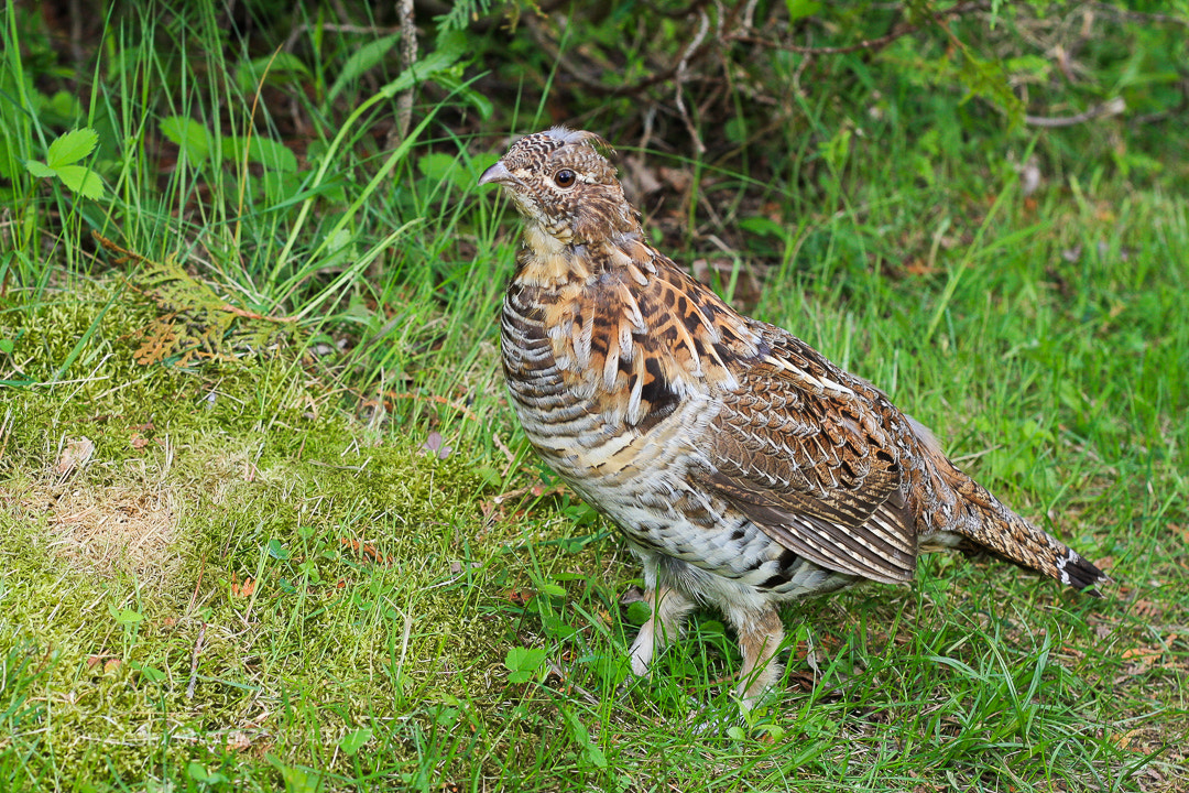 Canon EOS 40D sample photo. Ruffed grouse photography
