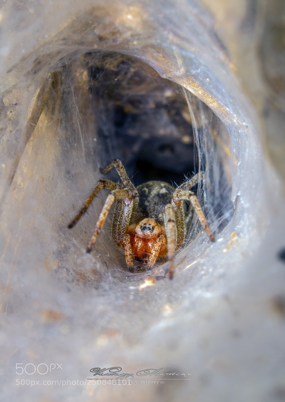 Canon EOS 760D (EOS Rebel T6s / EOS 8000D) sample photo. "spider in the den" photography