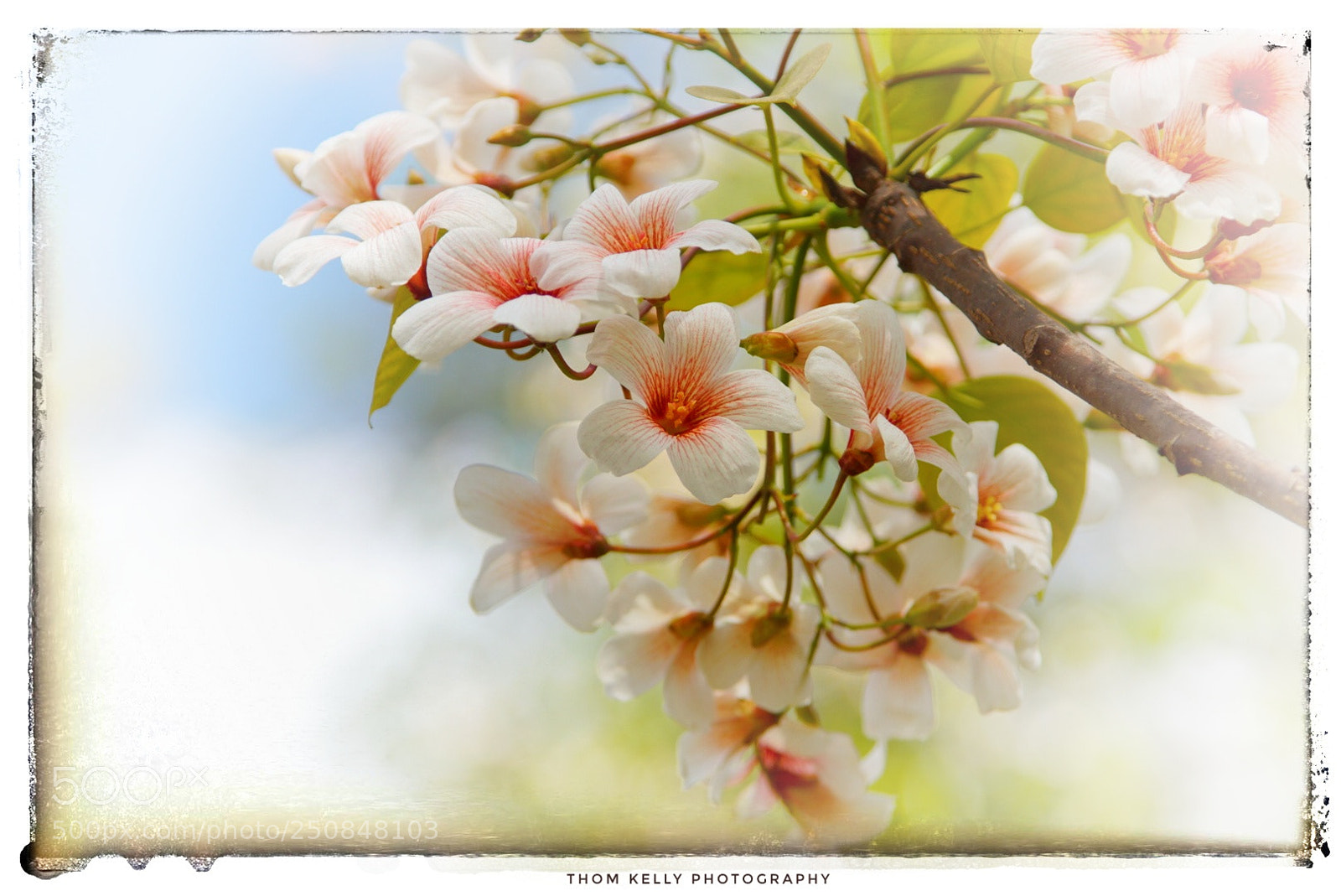 Sony a6000 sample photo. Spring! photography