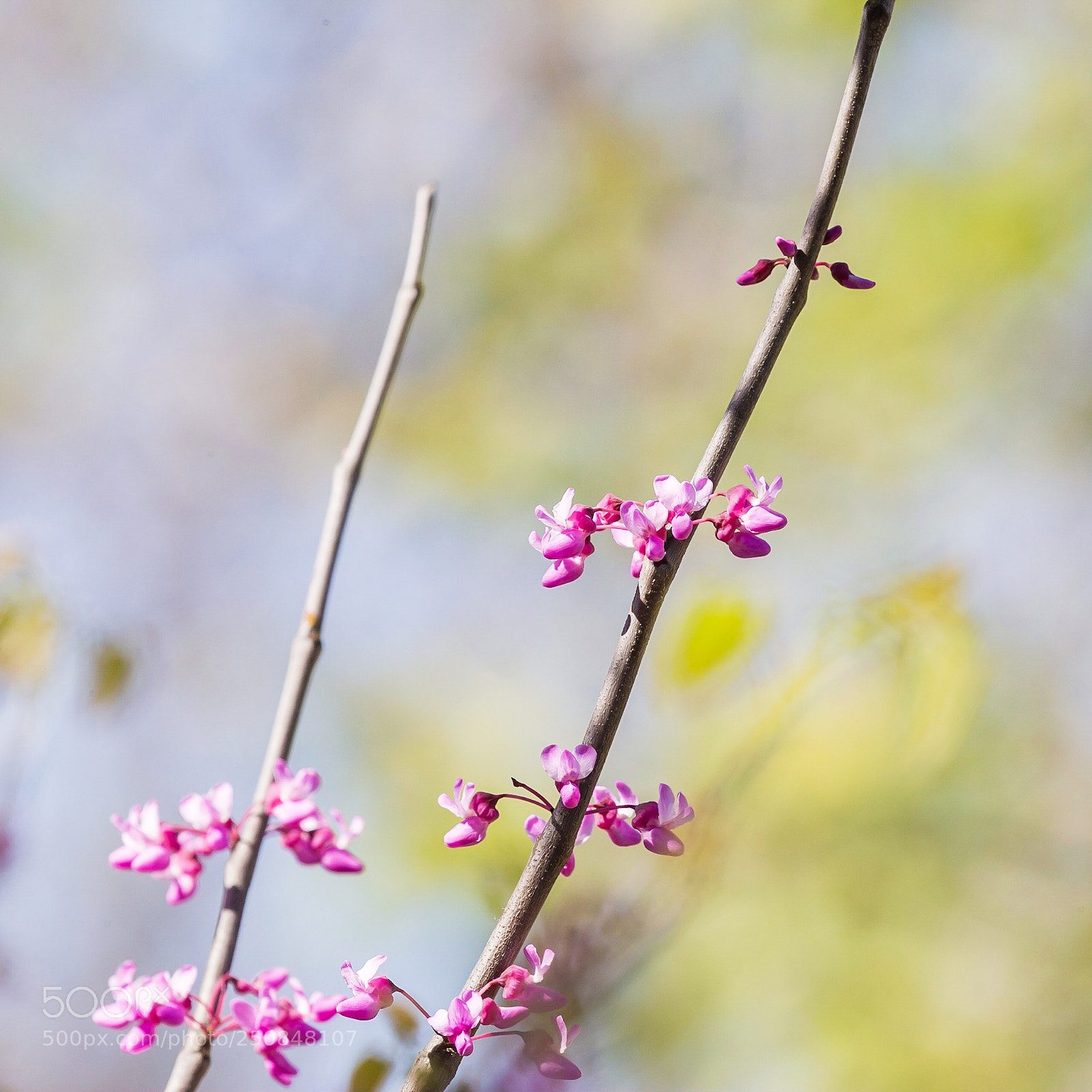 Canon EOS-1D X sample photo. Spring: red bud photography